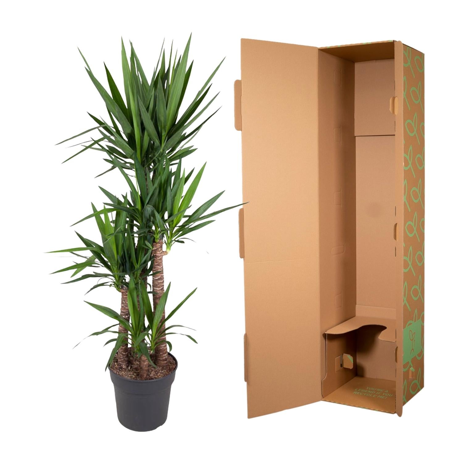 Yucca Elephantipe Ø 34 H 180 cm 3