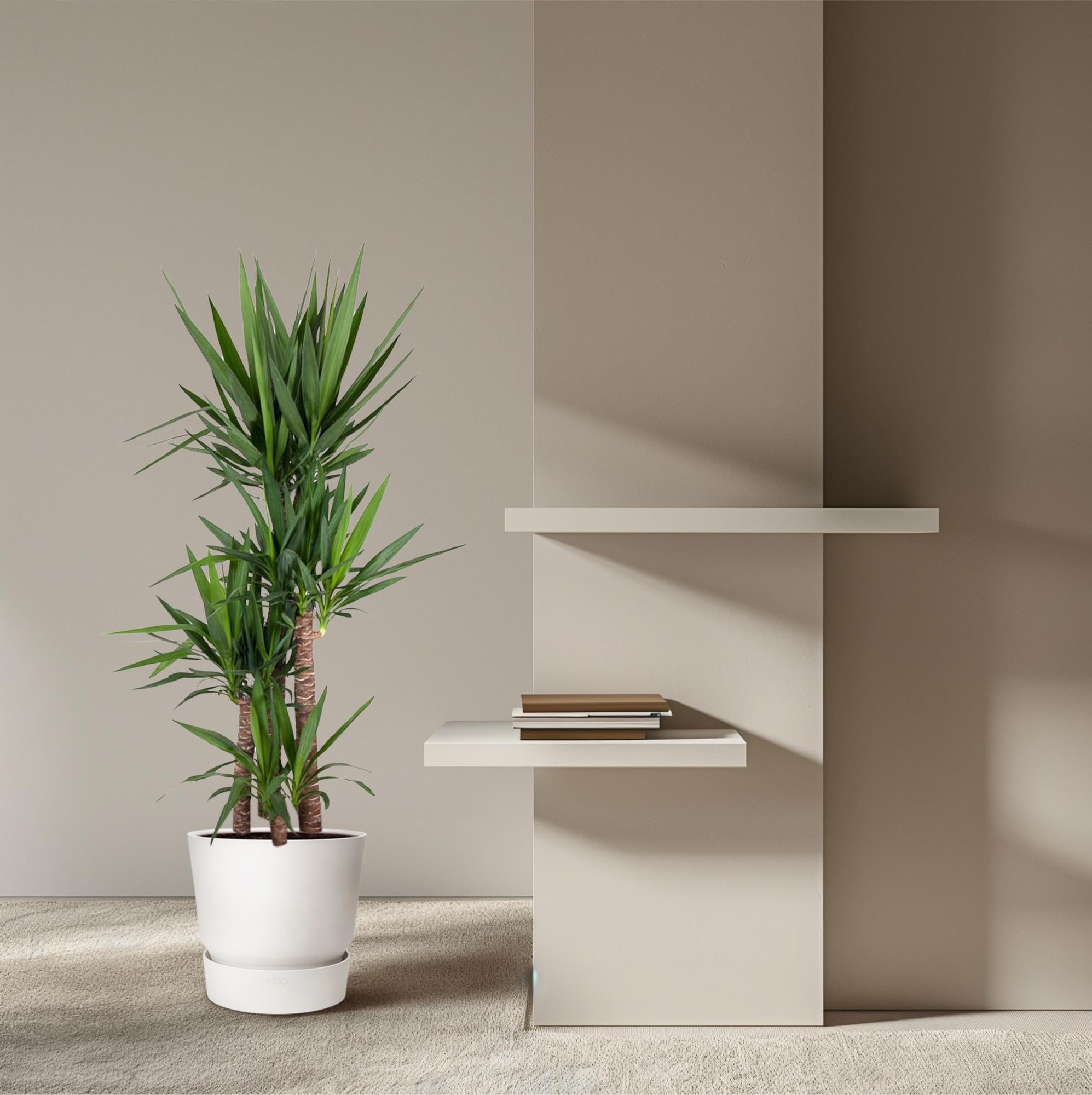 Yucca Elephantipe Ø 34 H 180 cm 4