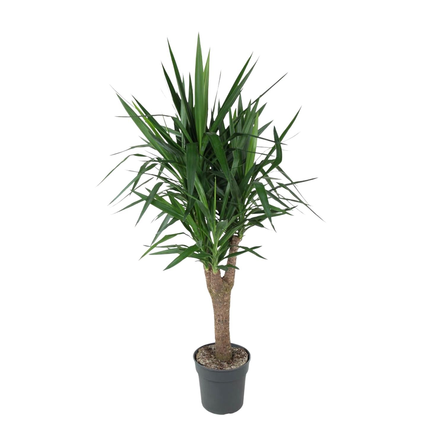 Yucca Elephantipe (vertakt) Ø 31 H 150 cm