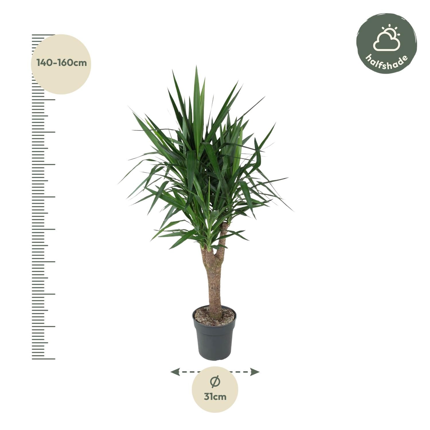 Yucca Elephantipe (vertakt) Ø 31 H 150 cm 2