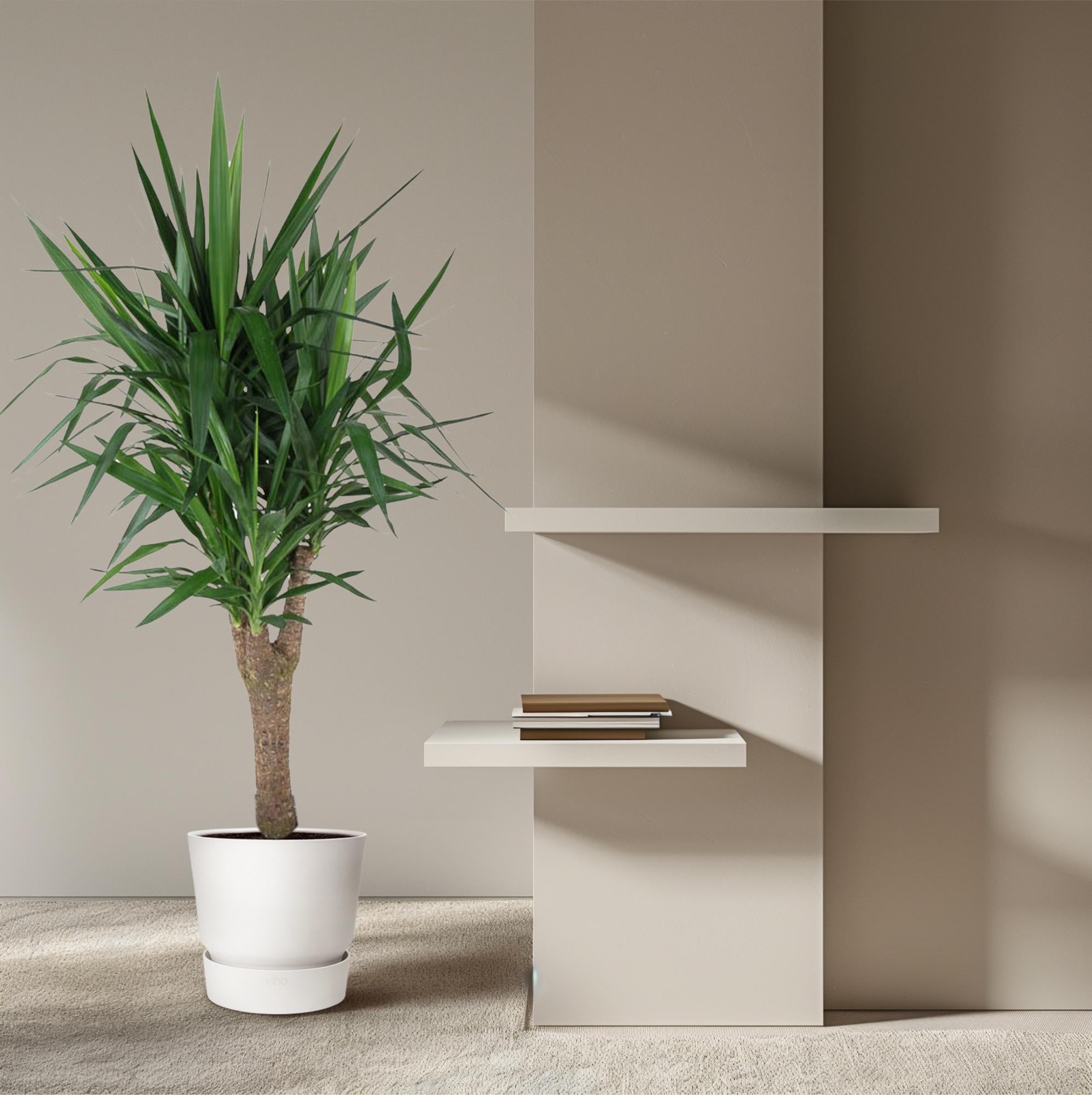 Yucca Elephantipe (vertakt) Ø 31 H 150 cm 4