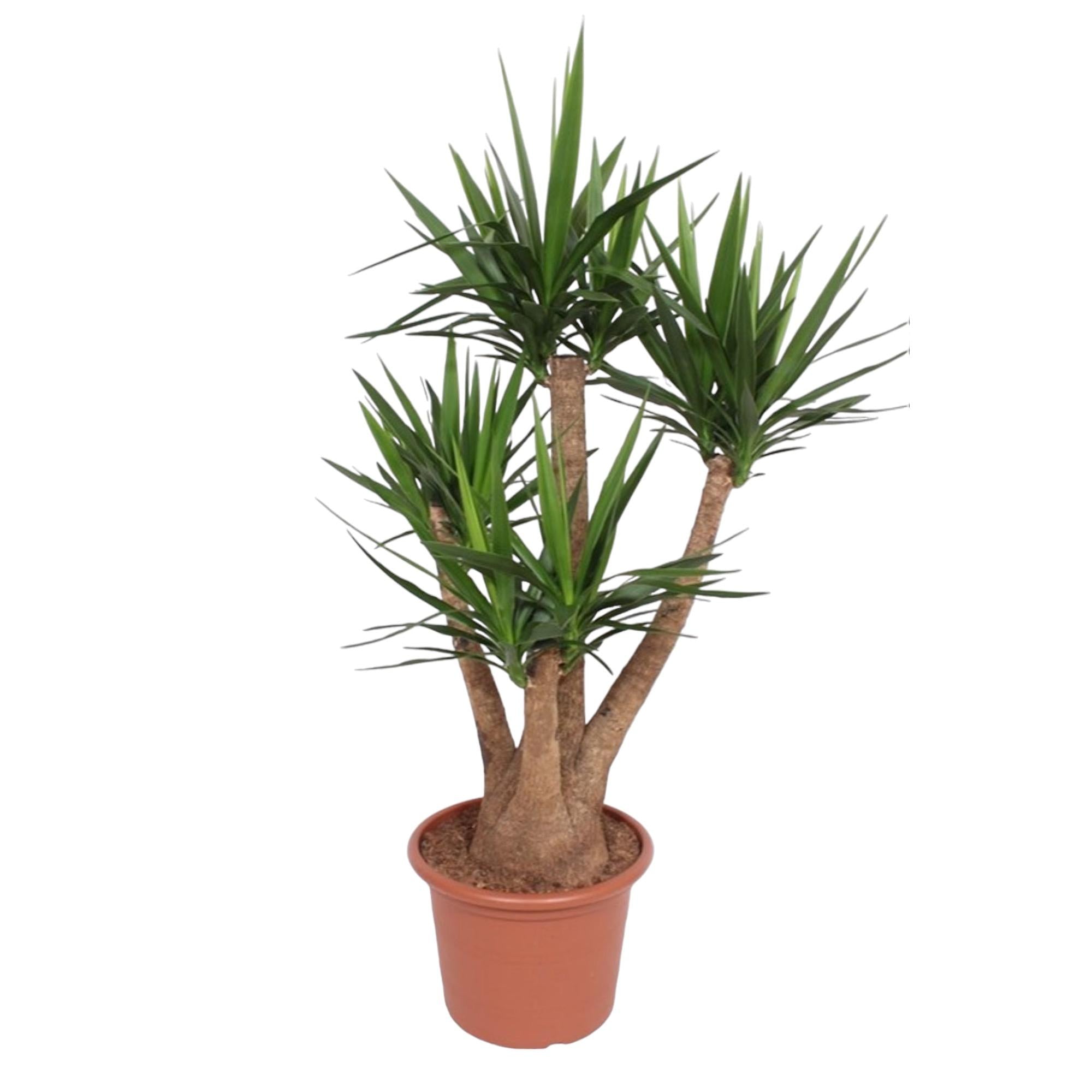Yucca Elephantipes (vertakt) Ø 45 H 170 cm