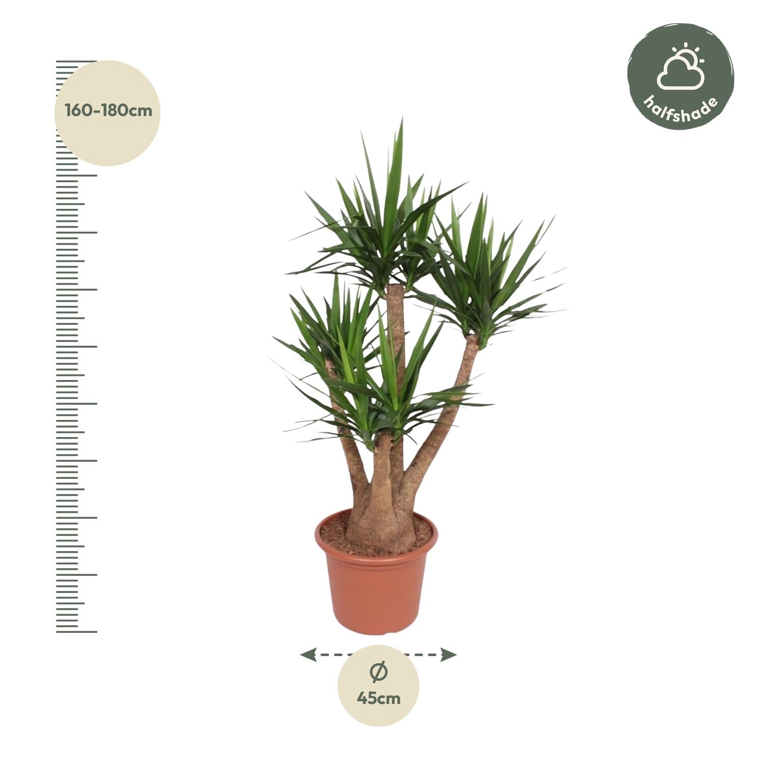Yucca Elephantipes (vertakt) Ø 45 H 170 cm 2