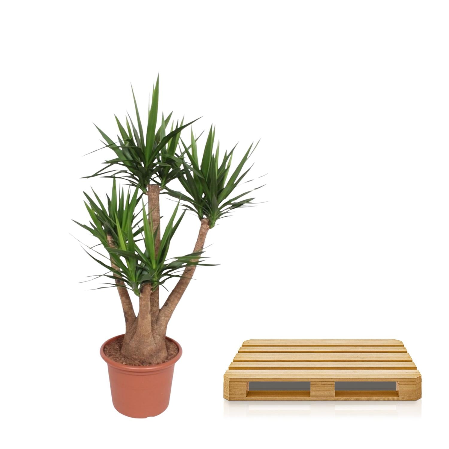 Yucca Elephantipes (vertakt) Ø 45 H 170 cm 3