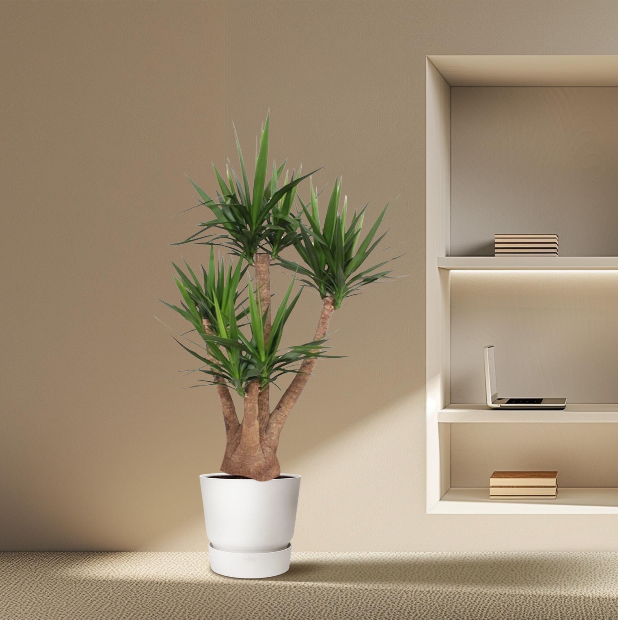 Yucca Elephantipes (vertakt) Ø 45 H 170 cm 4