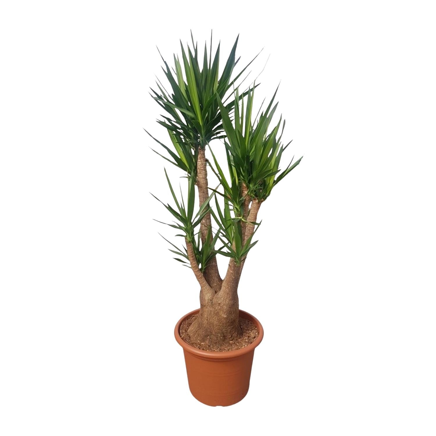 Yucca Elephantipes (vertakt) Ø 55 H 190 cm