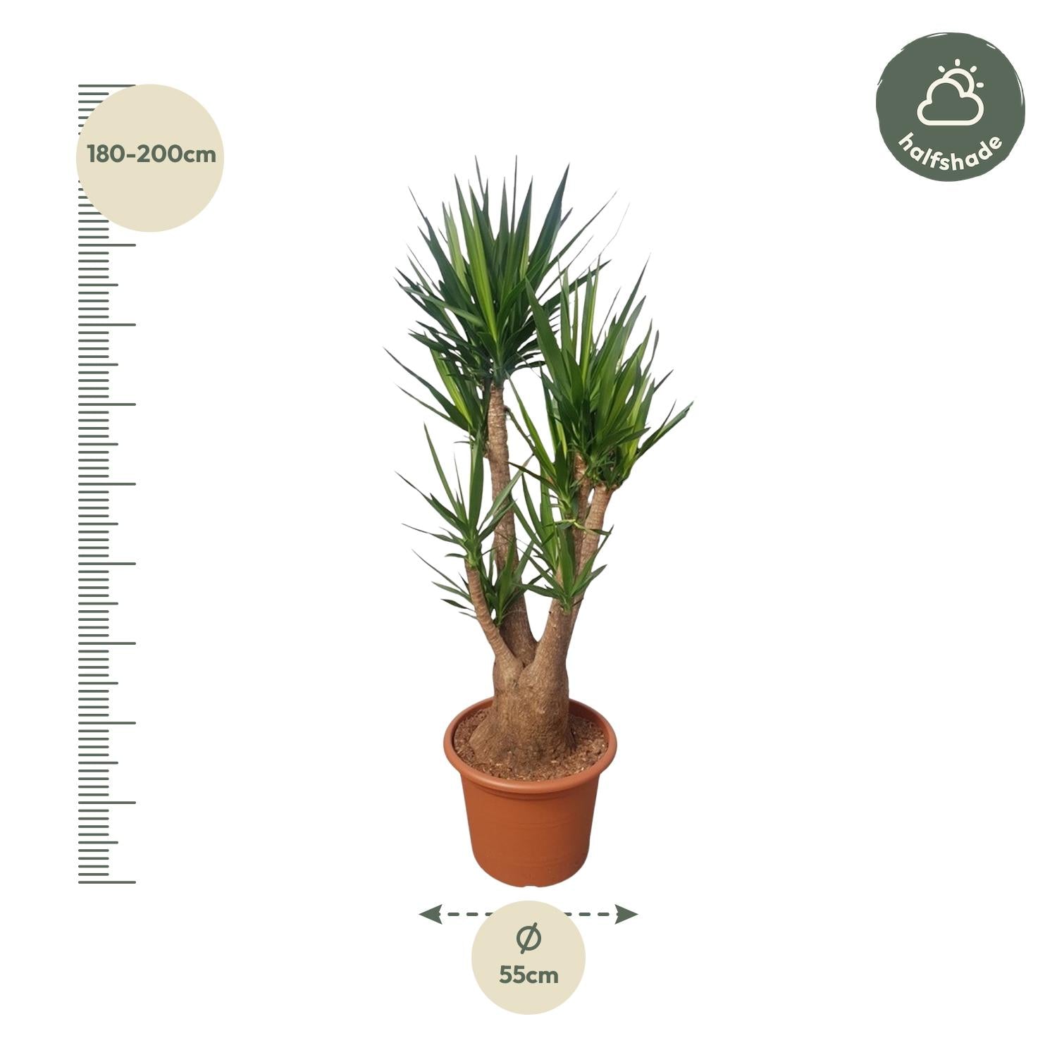 Yucca Elephantipes (vertakt) Ø 55 H 190 cm 2