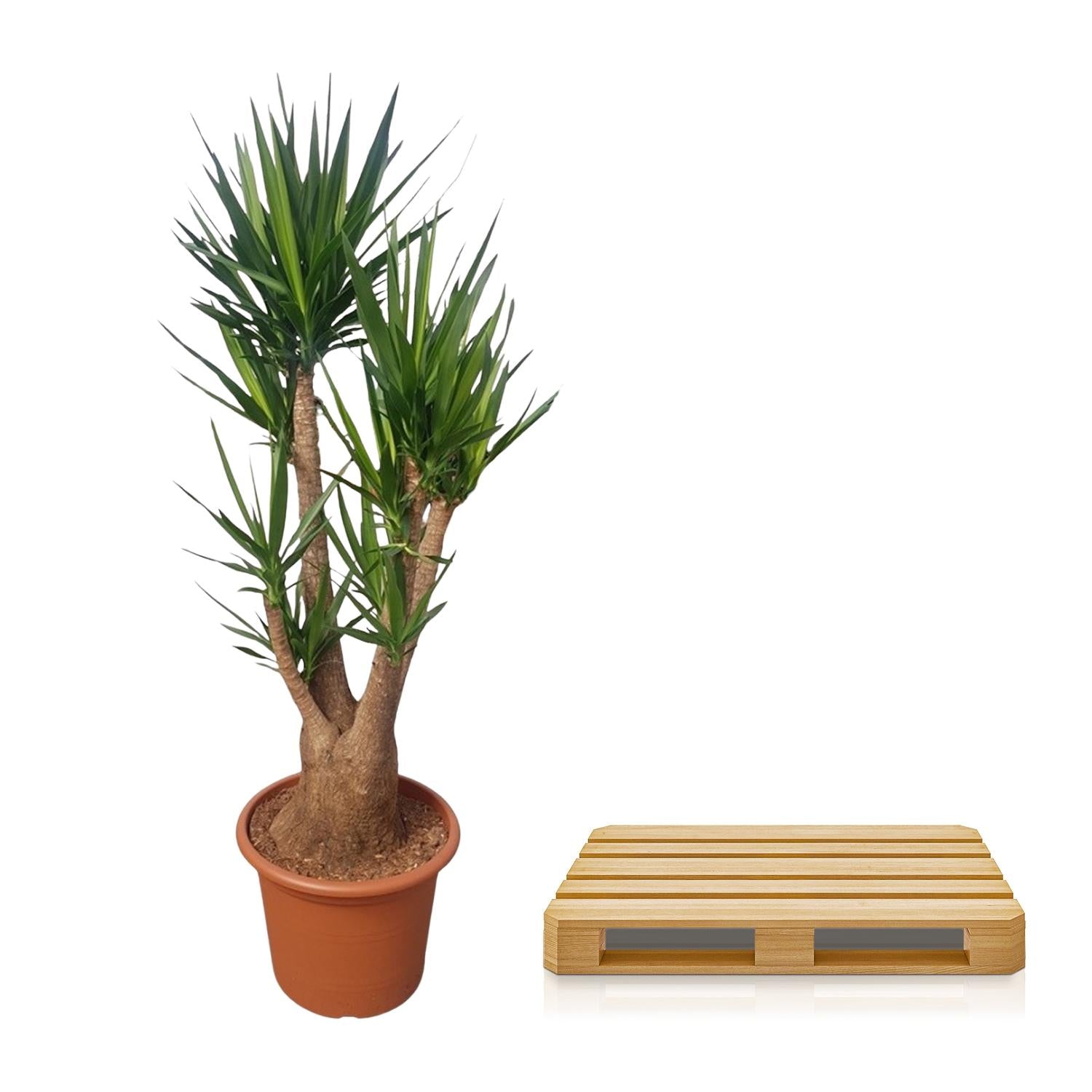 Yucca Elephantipes (vertakt) Ø 55 H 190 cm 3