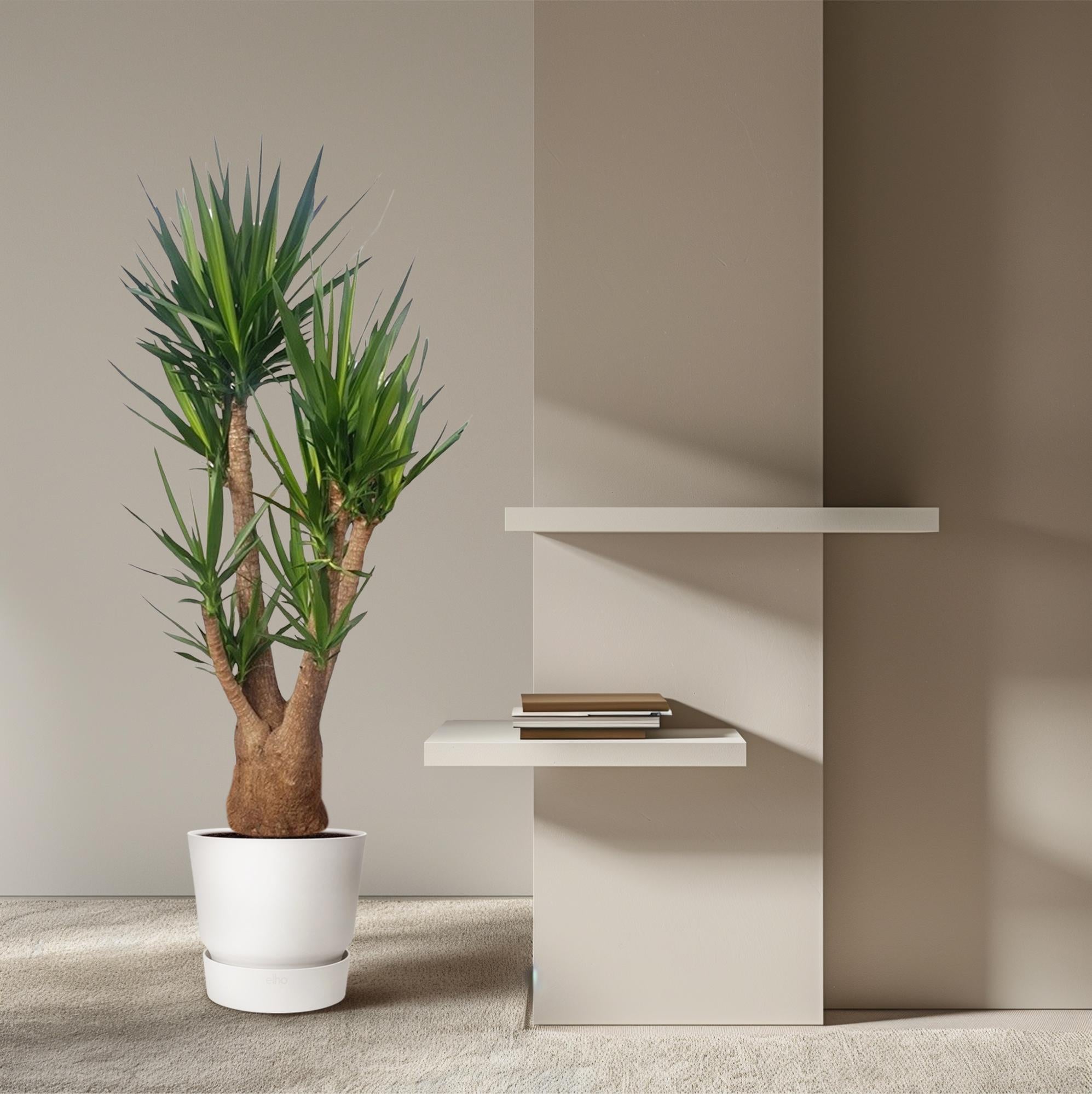 Yucca Elephantipes (vertakt) Ø 55 H 190 cm 4