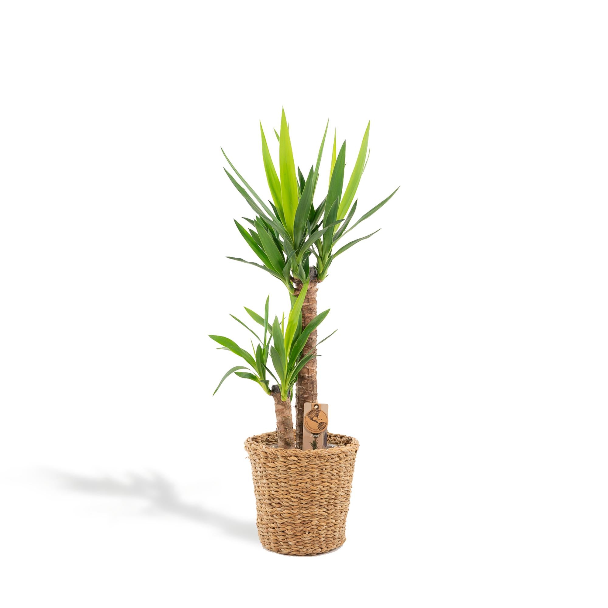 Yucca Inclusief Mand Ø 21 H 100 cm