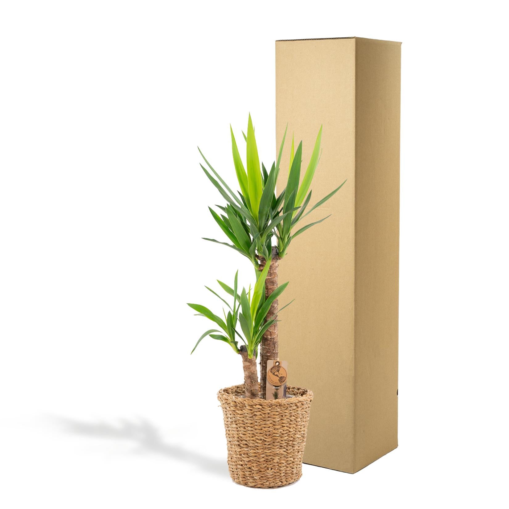 Yucca Inclusief Mand Ø 21 H 100 cm 3