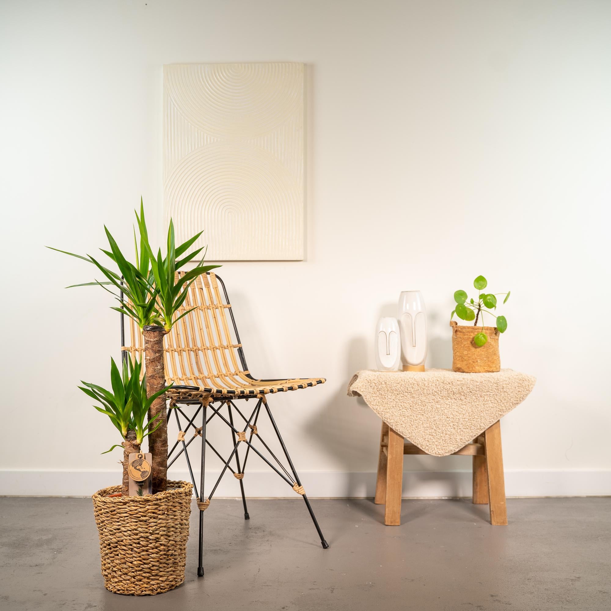 Yucca Inclusief Mand Ø 21 H 100 cm 4