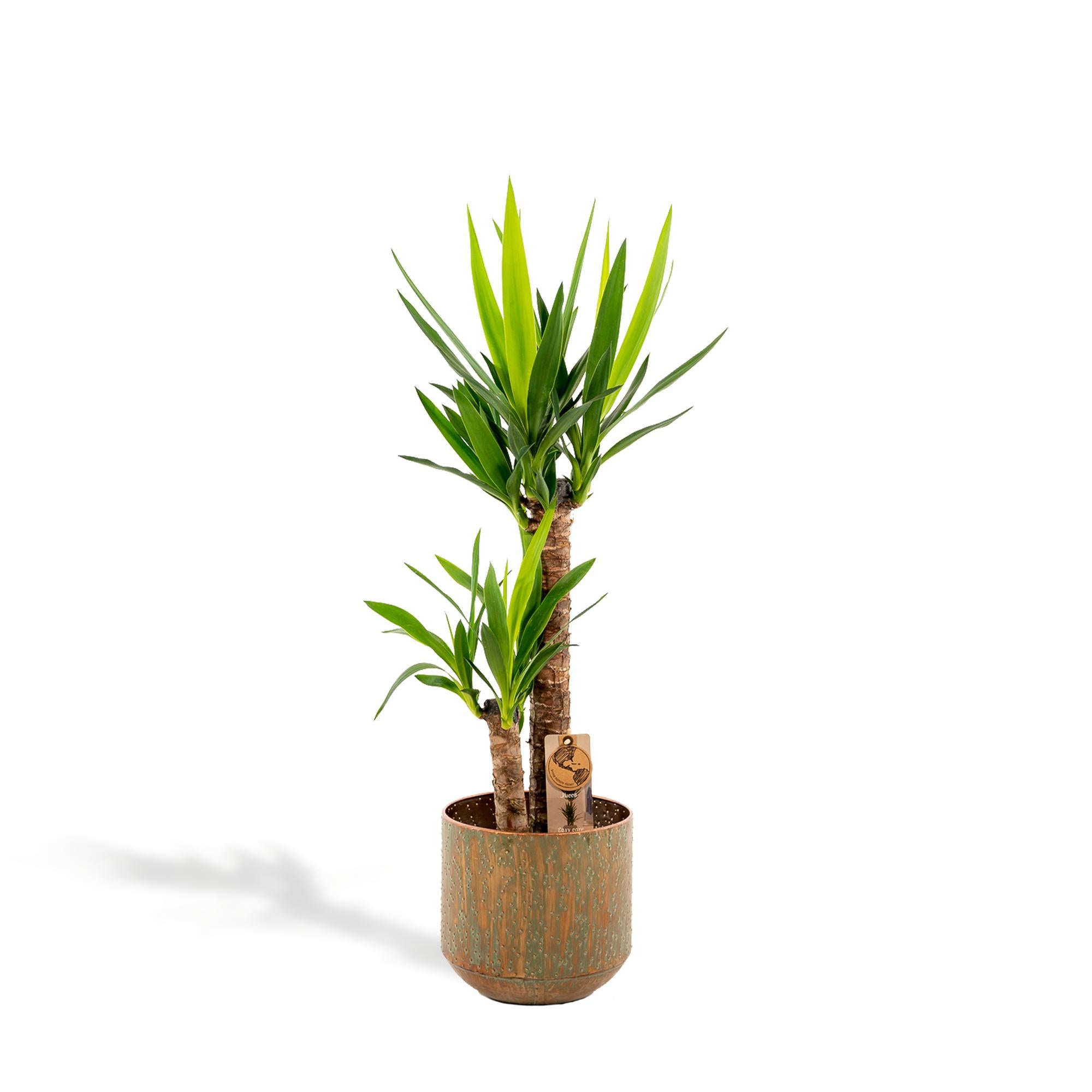 Yucca Inclusief Pot Ø 21 H 100 cm