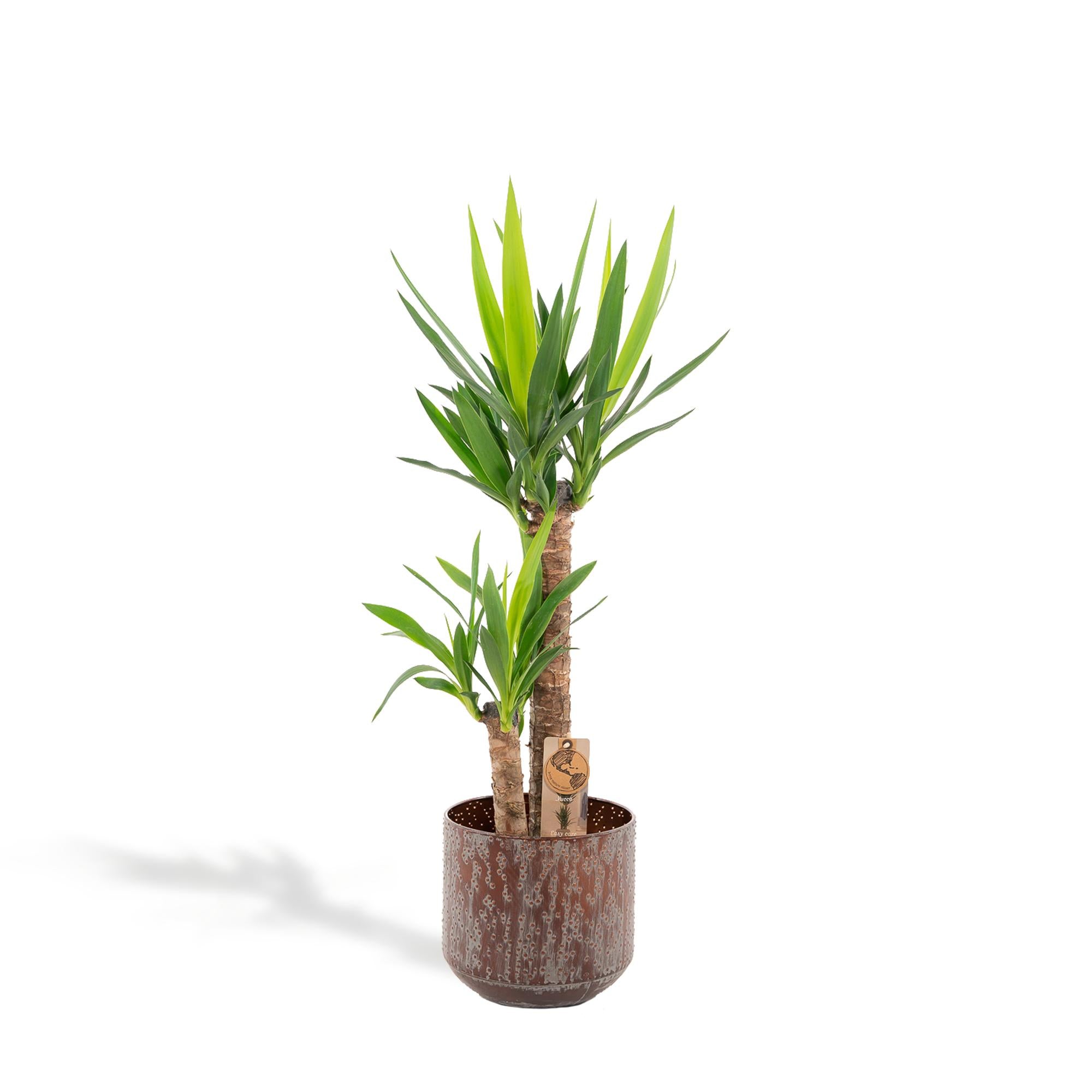 Yucca Inclusief Pot Ø 21 H 100 cm 2 1