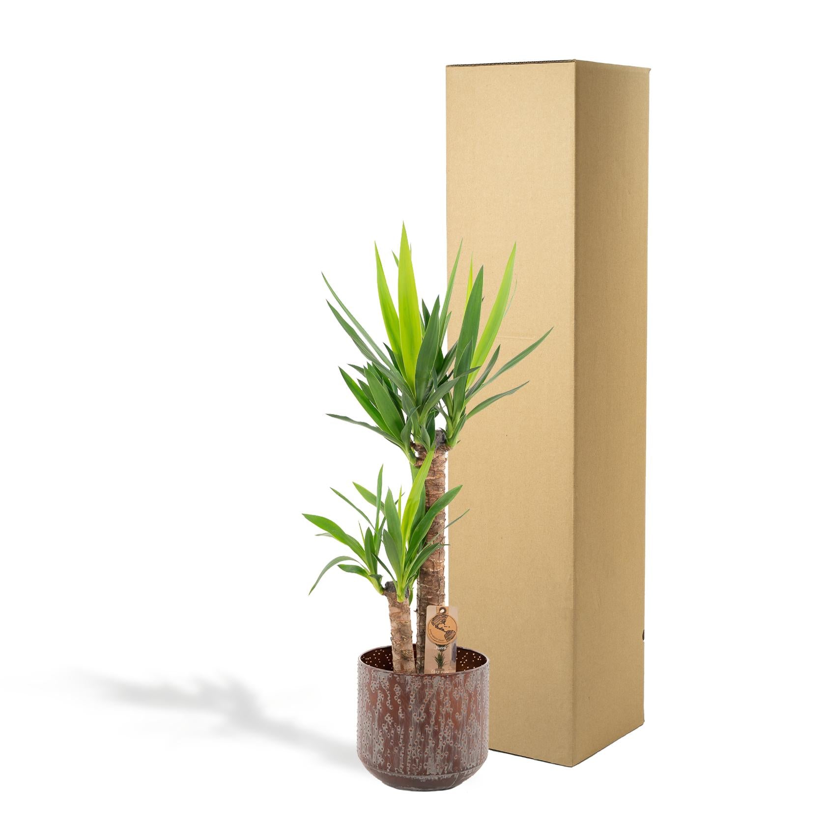 Yucca Inclusief Pot Ø 21 H 100 cm 2 3