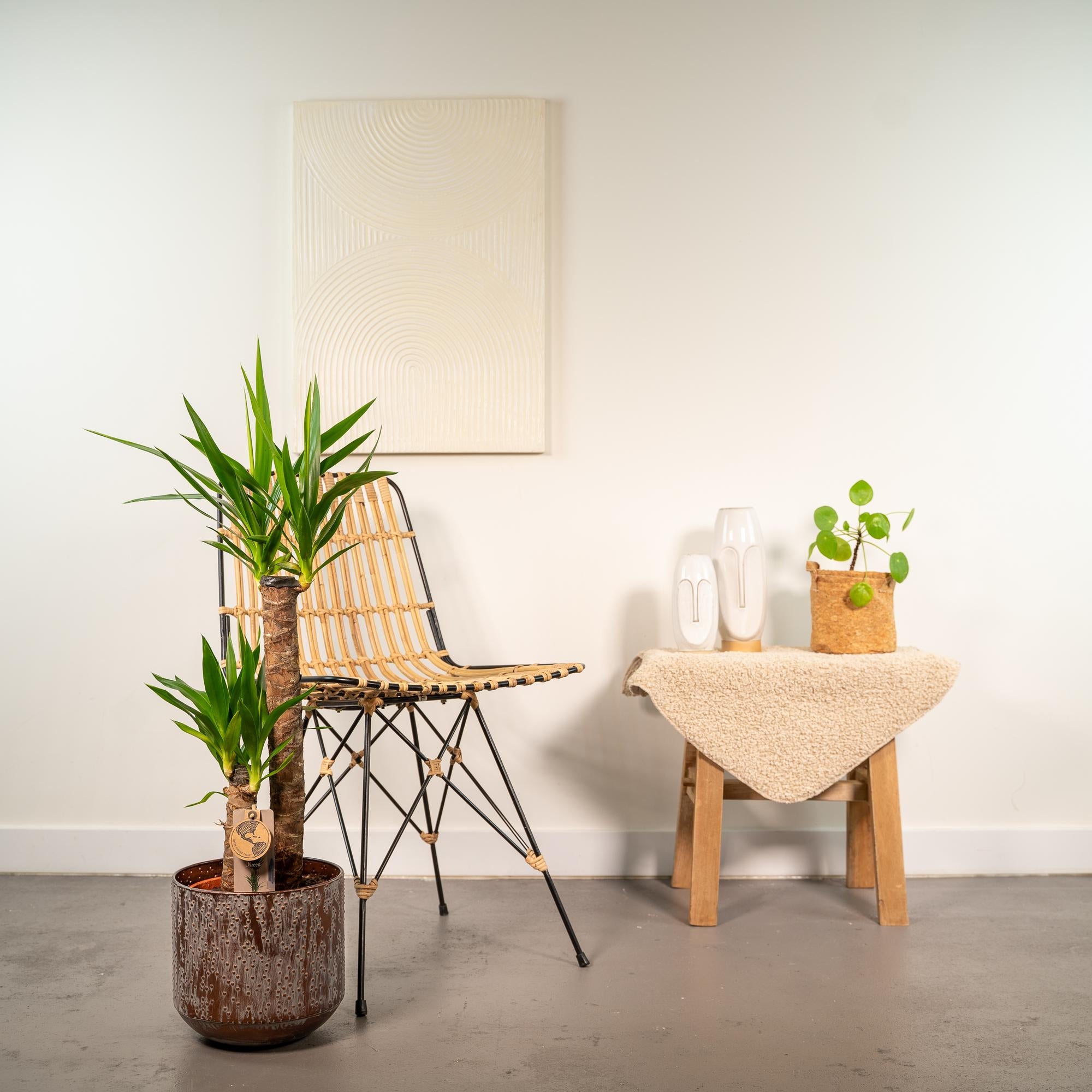 Yucca Inclusief Pot Ø 21 H 100 cm 2 4