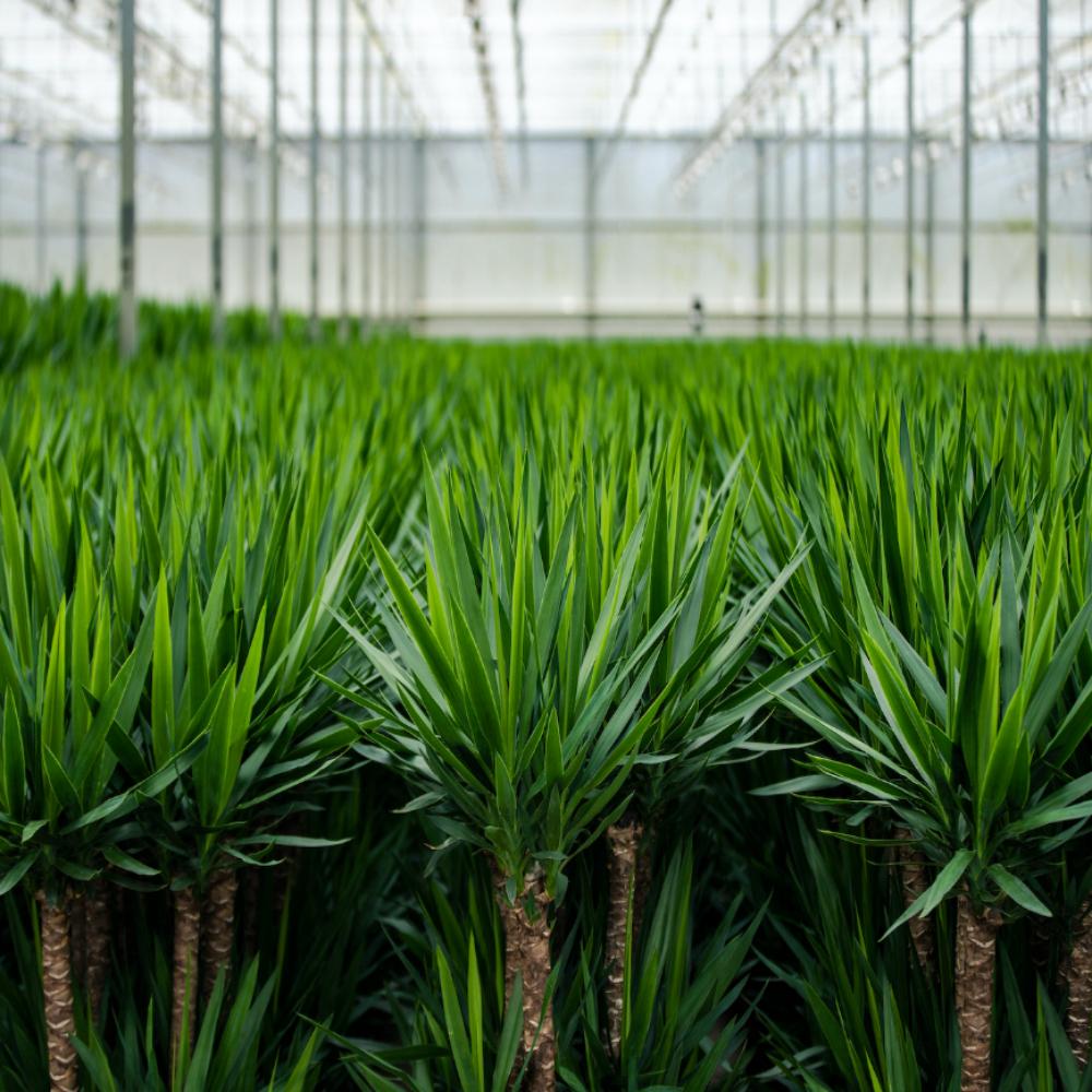 Yucca Inclusief Pot Ø 21 H 100 cm 2 7