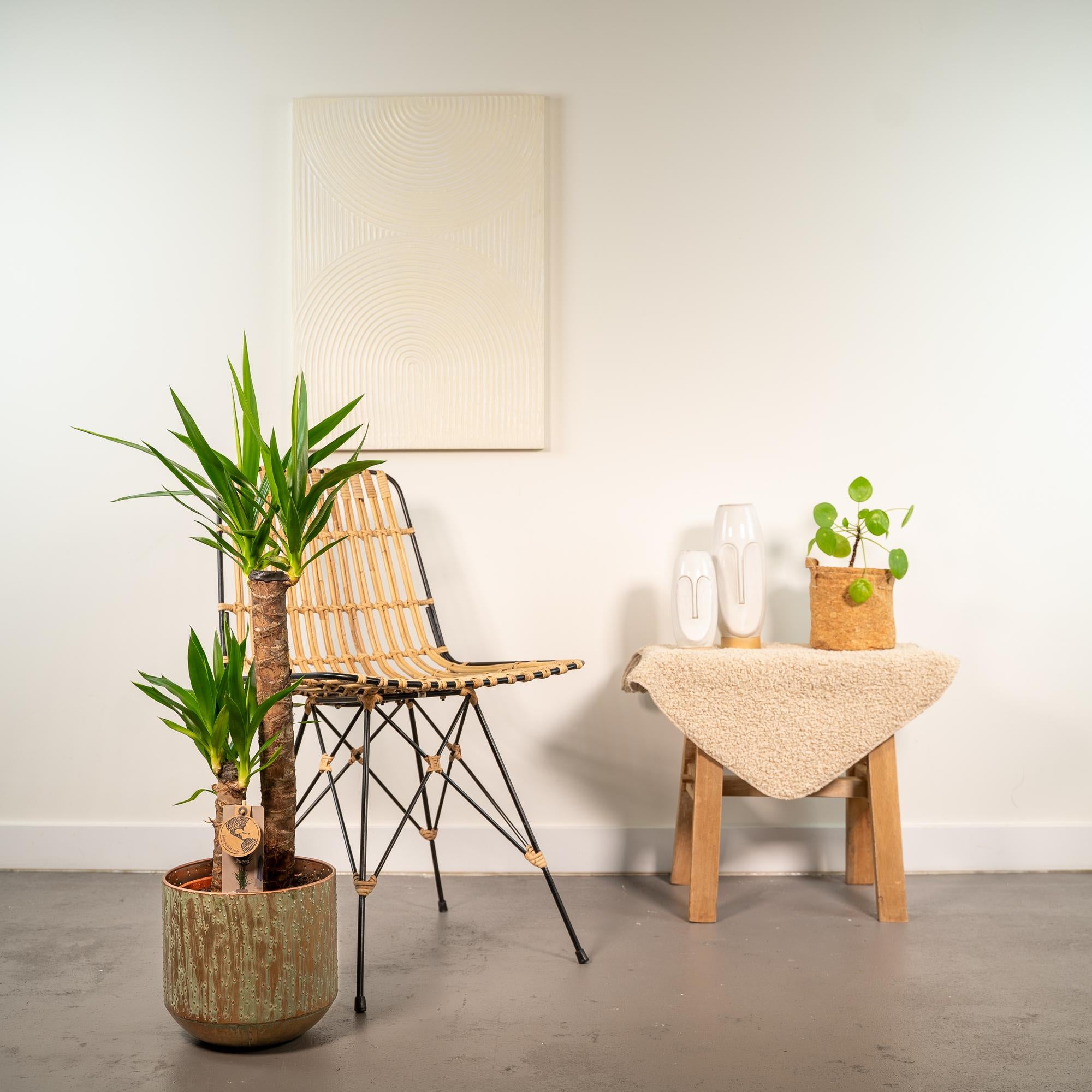 Yucca Inclusief Pot Ø 21 H 100 cm 4