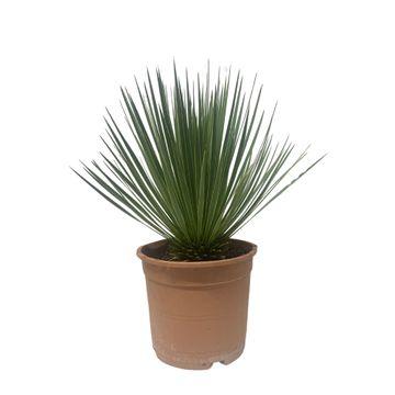 Yucca Rostrata Ø 24 H 60 cm