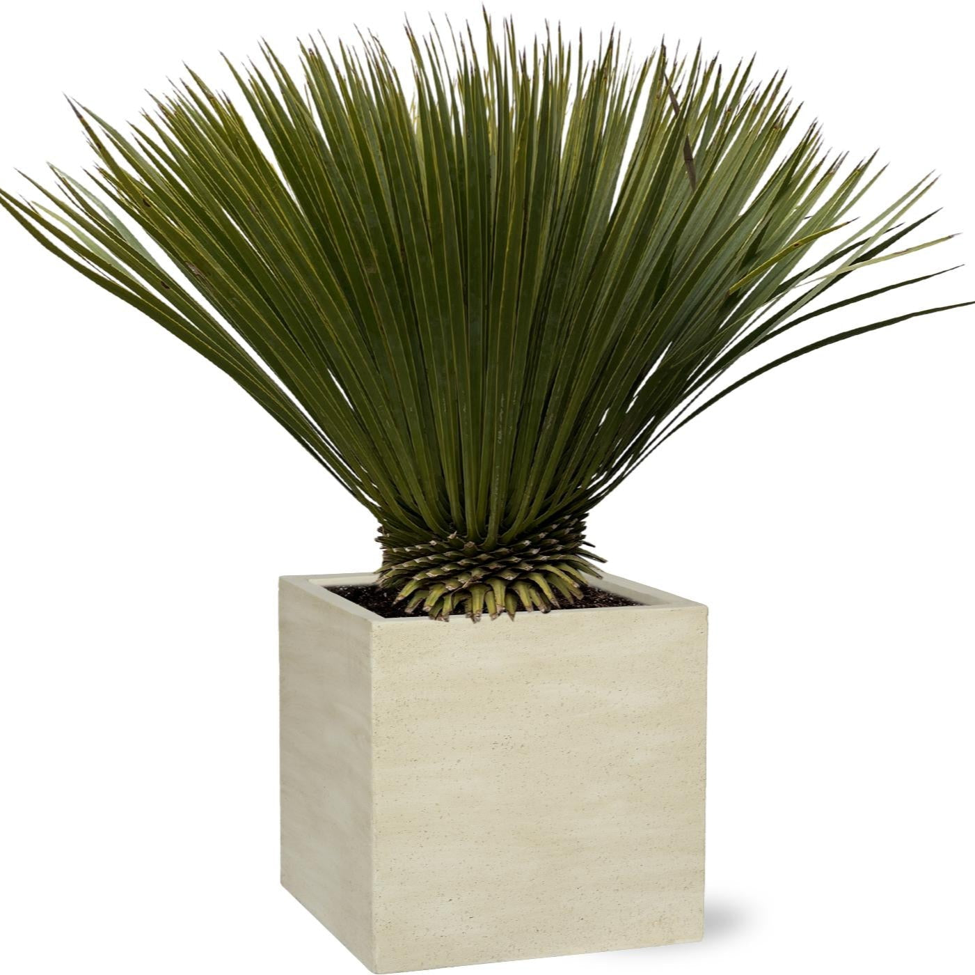 Yucca Rostrata Ø 30 H 70 cm