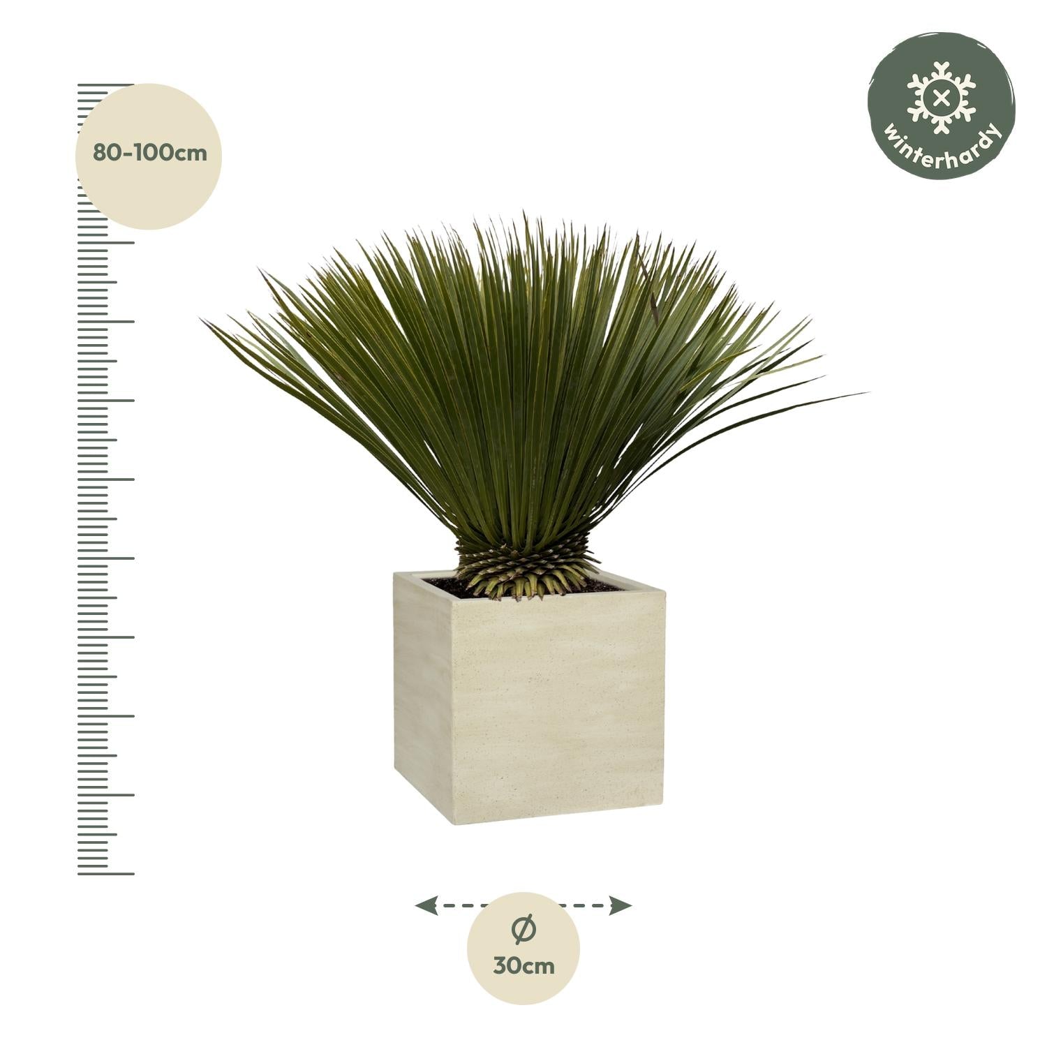 Yucca Rostrata Ø 30 H 70 cm 2