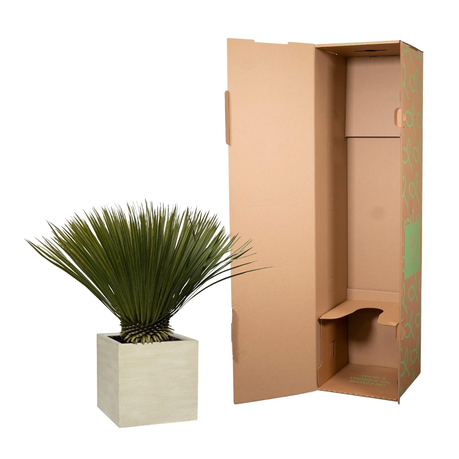 Yucca Rostrata Ø 30 H 70 cm 3