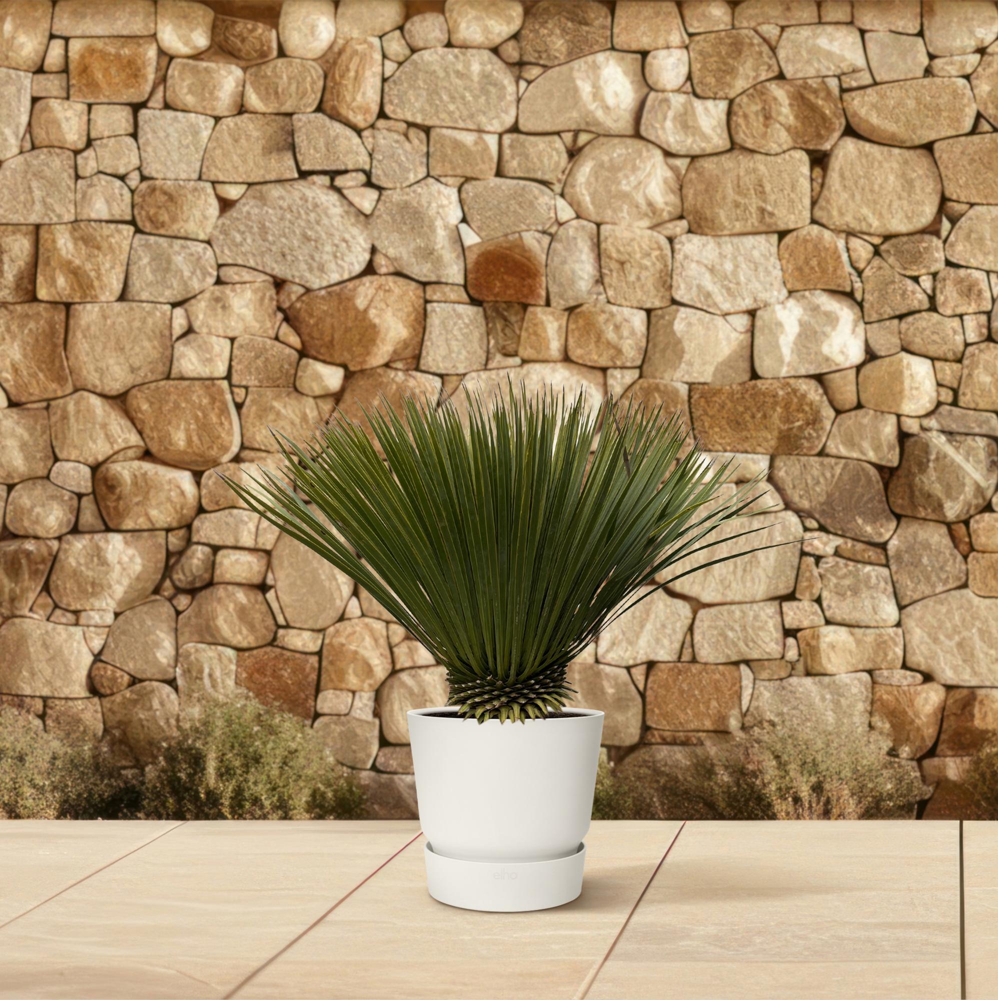 Yucca Rostrata Ø 30 H 70 cm 4