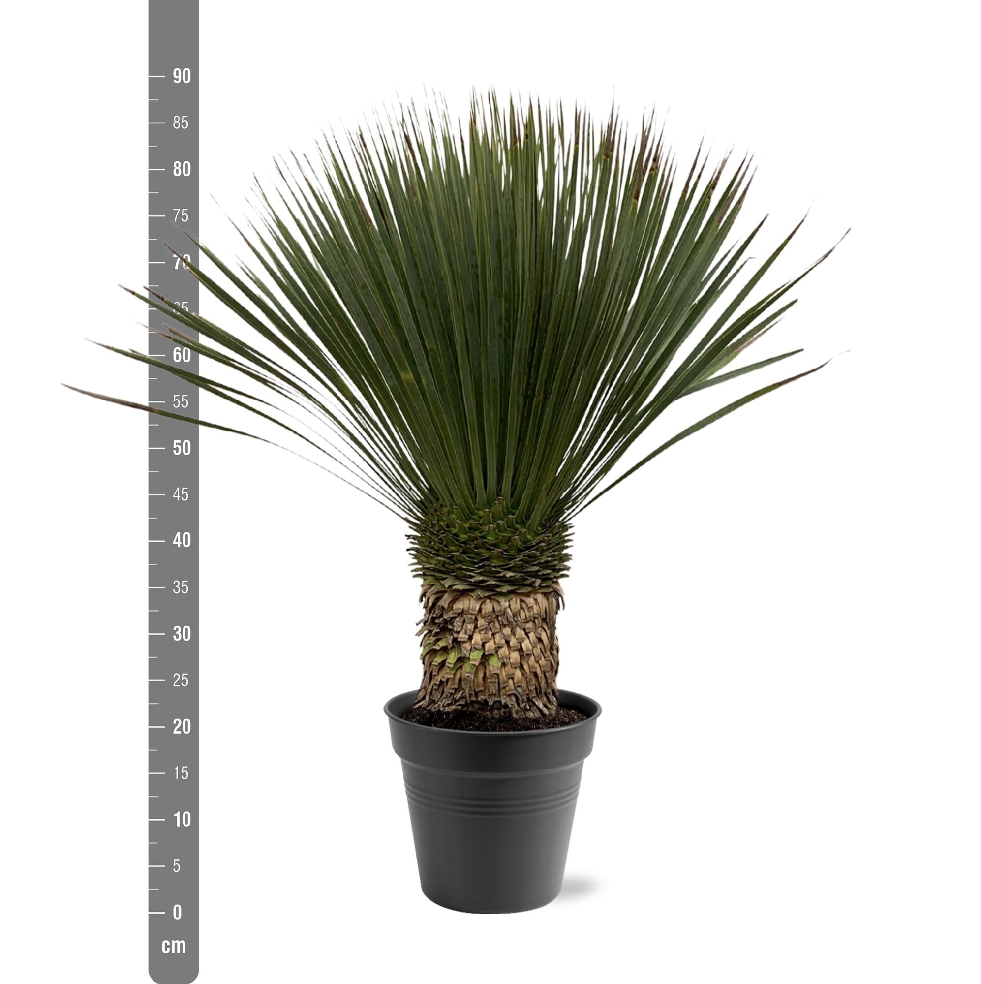 Yucca Rostrata Ø 38 H 100 cm 3