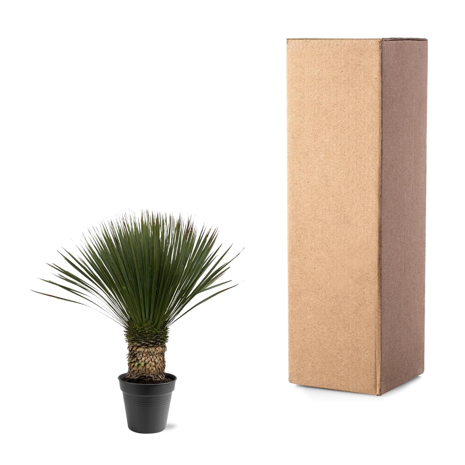 Yucca Rostrata Ø 38 H 100 cm 4