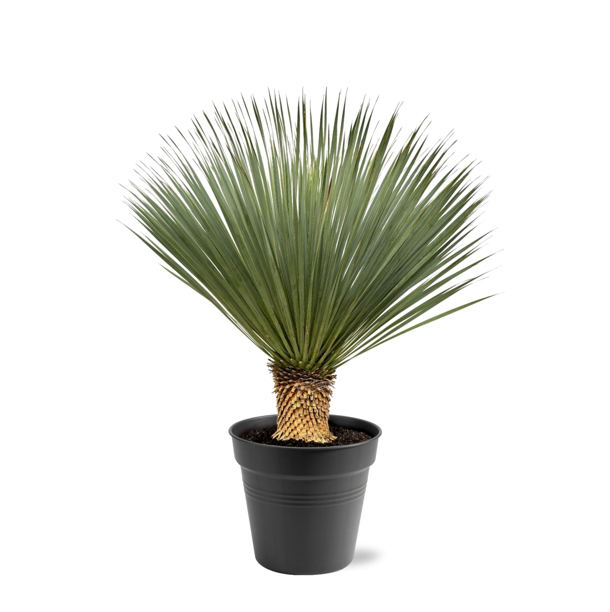 Yucca Rostrata Ø 40 H 120 cm