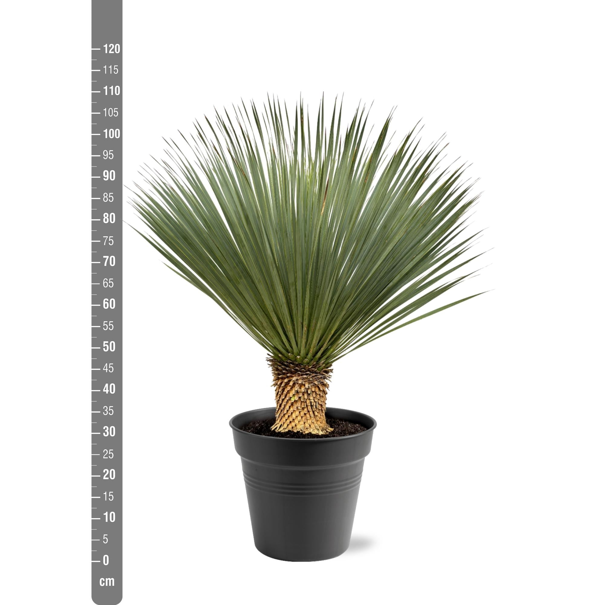 Yucca Rostrata Ø 40 H 120 cm 3