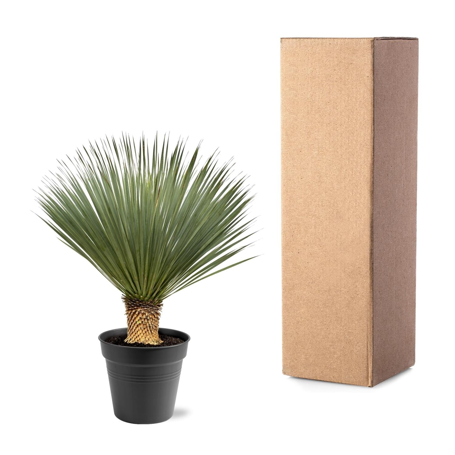 Yucca Rostrata Ø 40 H 120 cm 4
