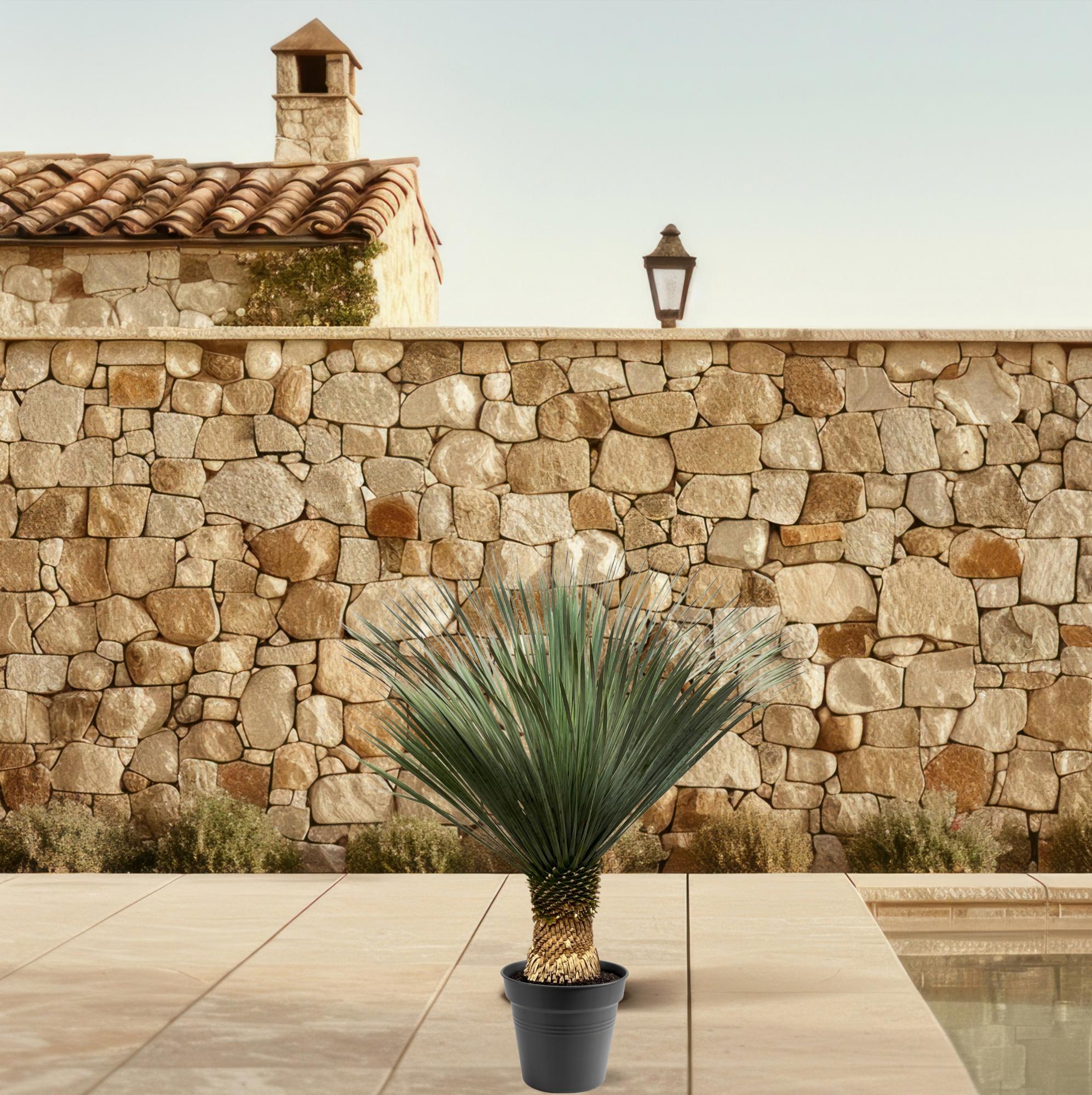 Yucca Rostrata Ø 40 H 120 cm 5