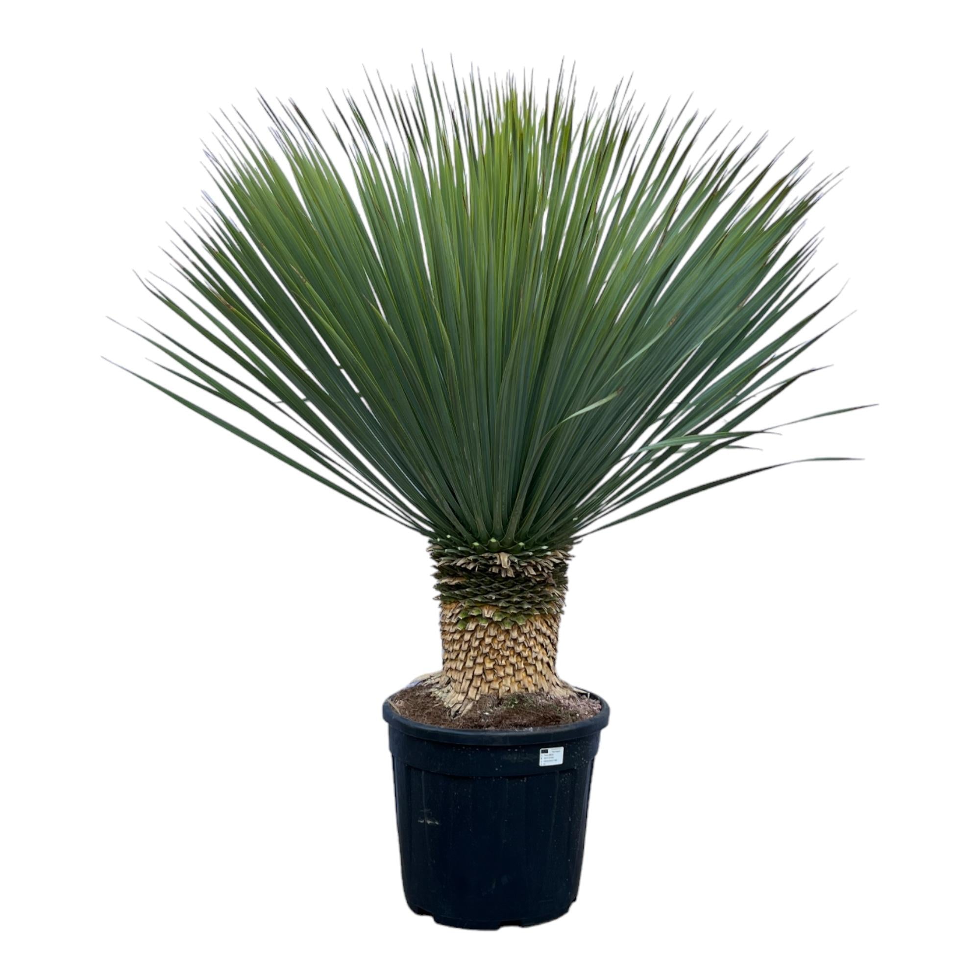 Yucca Rostrata Ø 45 H 140 cm