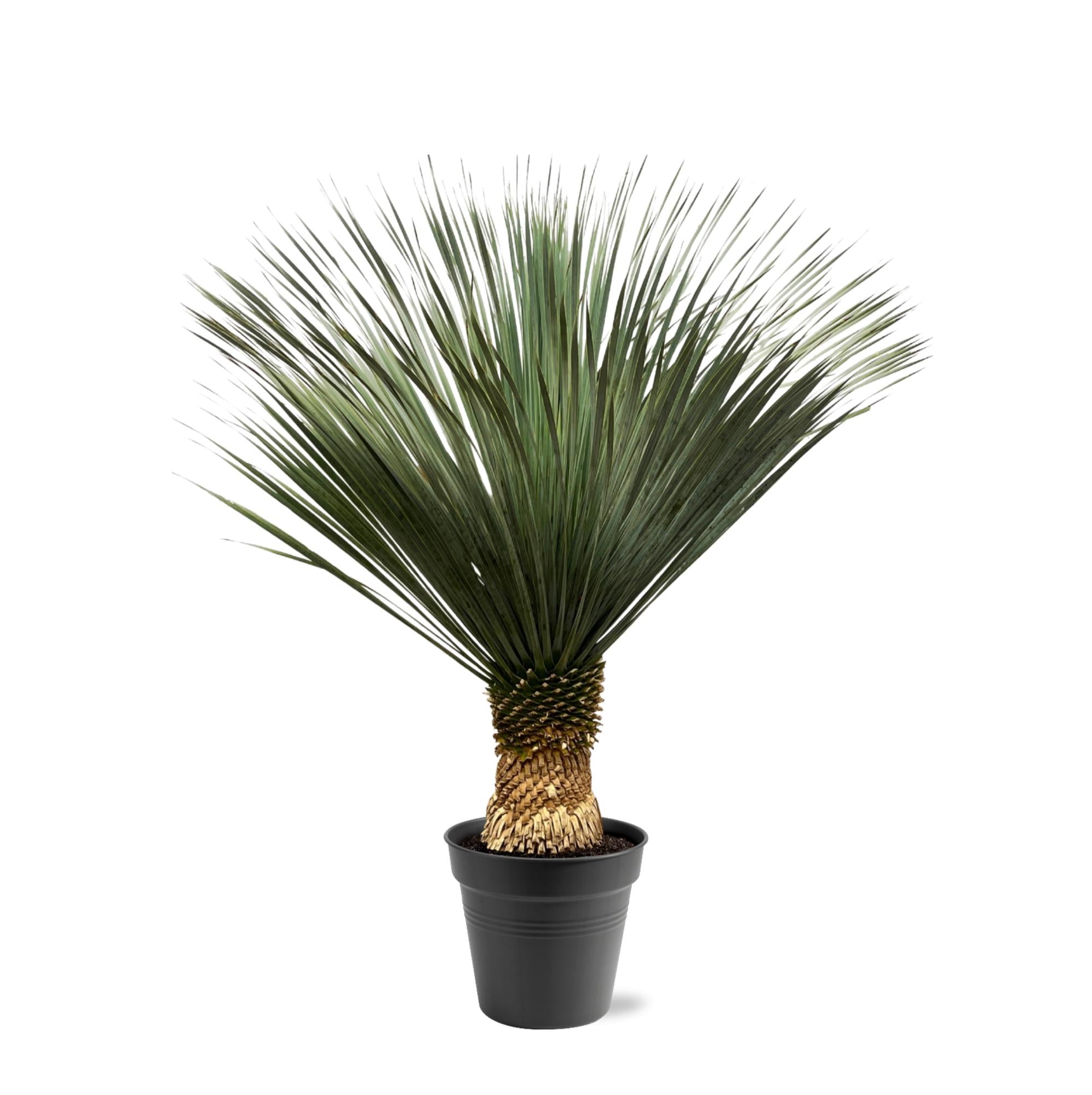 Yucca Rostrata Ø 50 H 150 cm