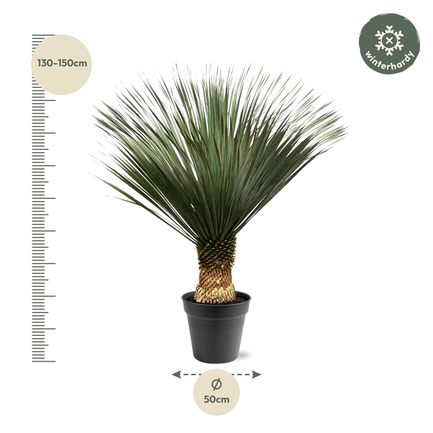 Yucca Rostrata Ø 50 H 150 cm 2