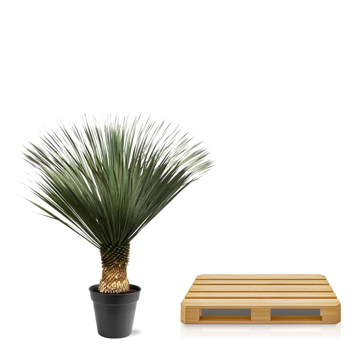 Yucca Rostrata Ø 50 H 150 cm 4