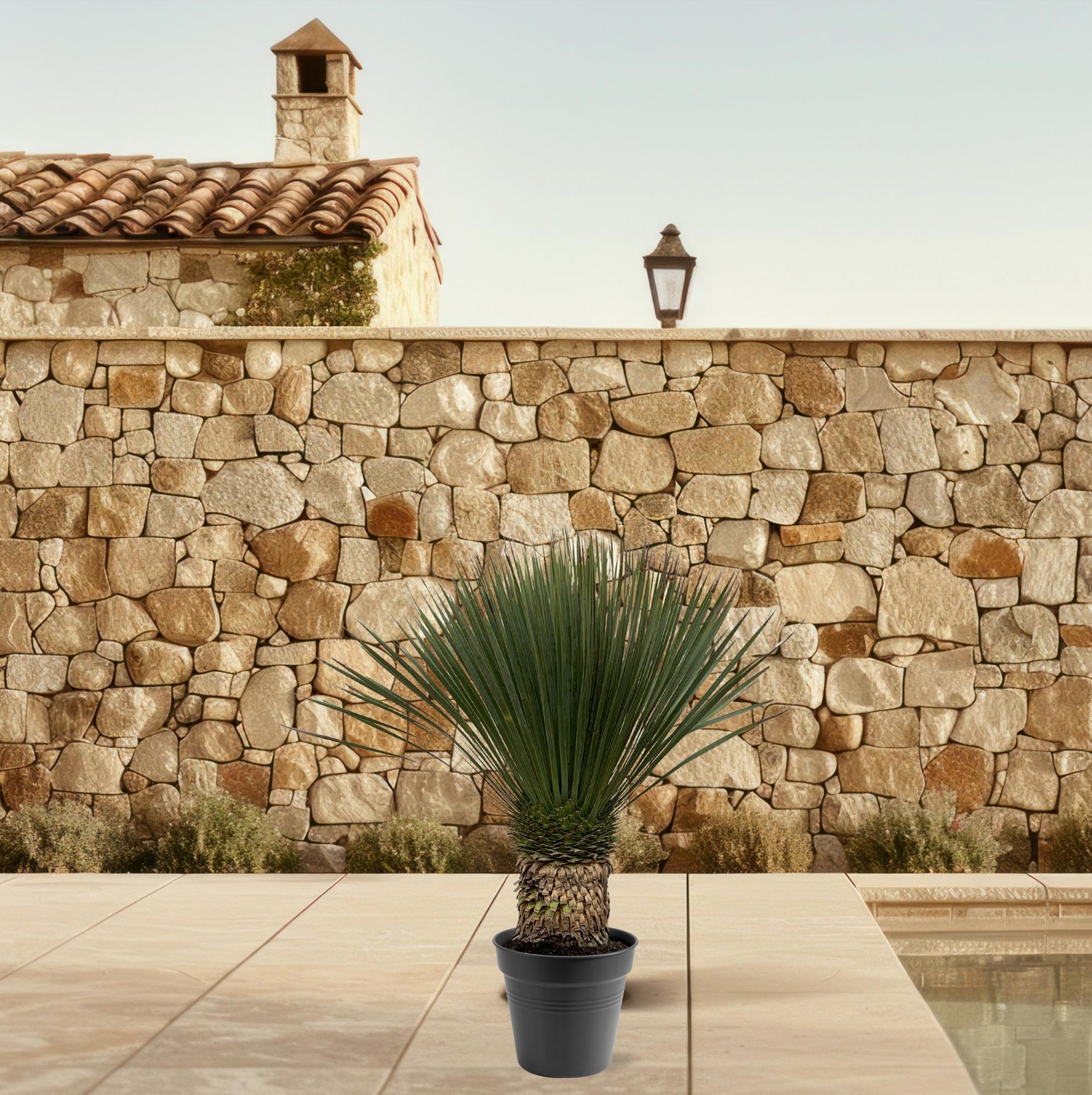 Yucca Rostrata Ø 50 H 150 cm 5