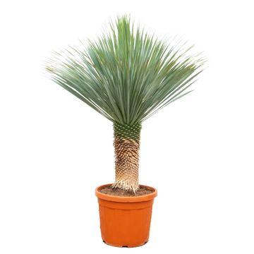 Yucca Rostrata Ø 55 H 160 cm