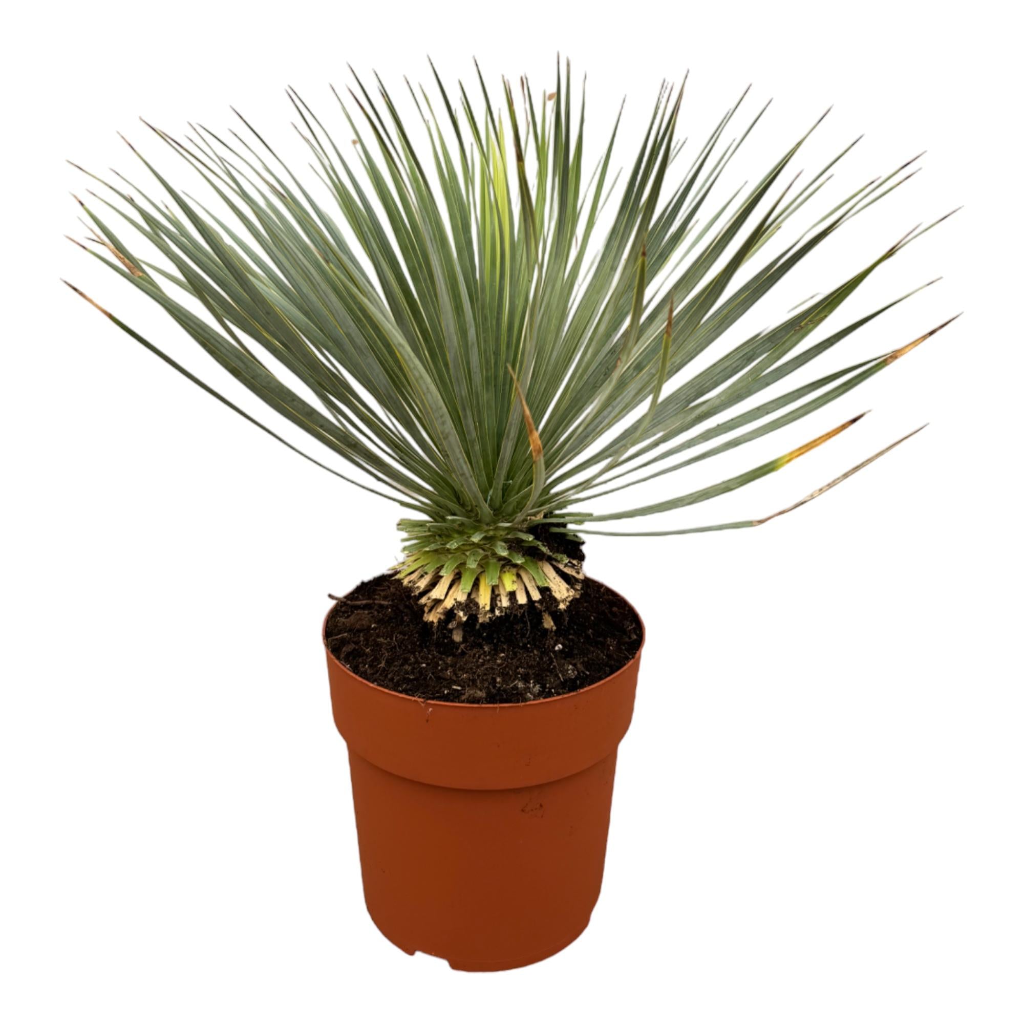 Yucca Rostrata (op stam) Ø 27 H 70 cm