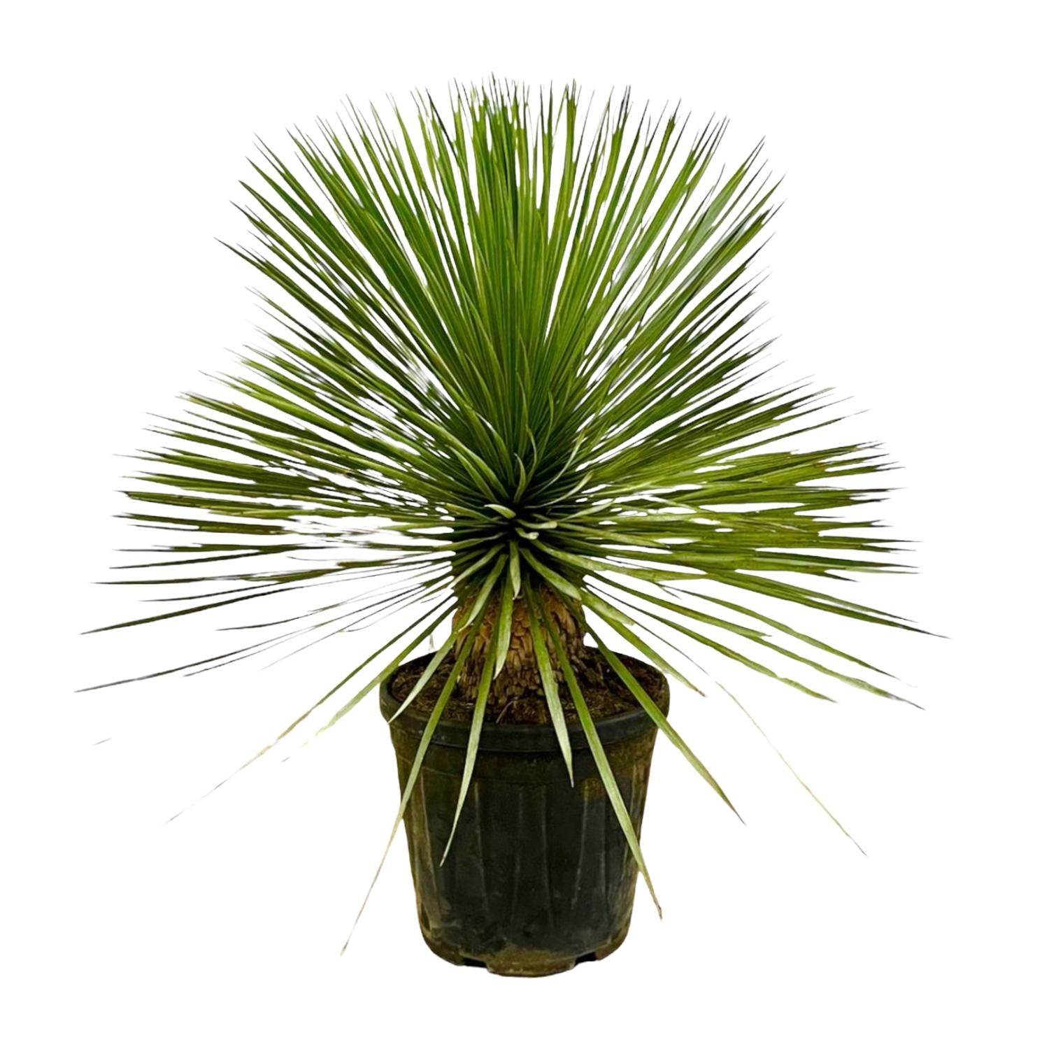 Yucca Rostrata (op stam) Ø 27 H 70 cm 2