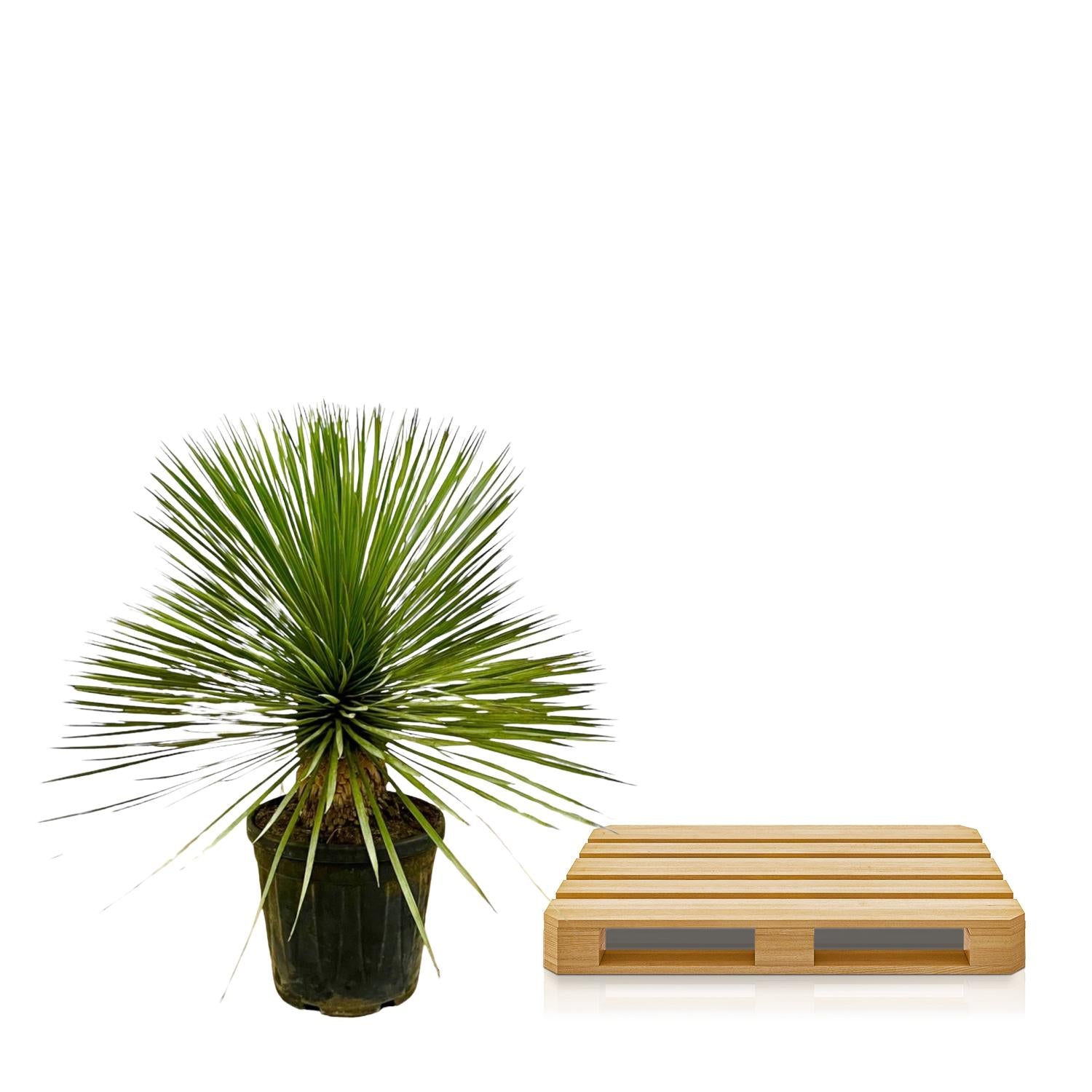 Yucca Rostrata (op stam) Ø 27 H 70 cm 3