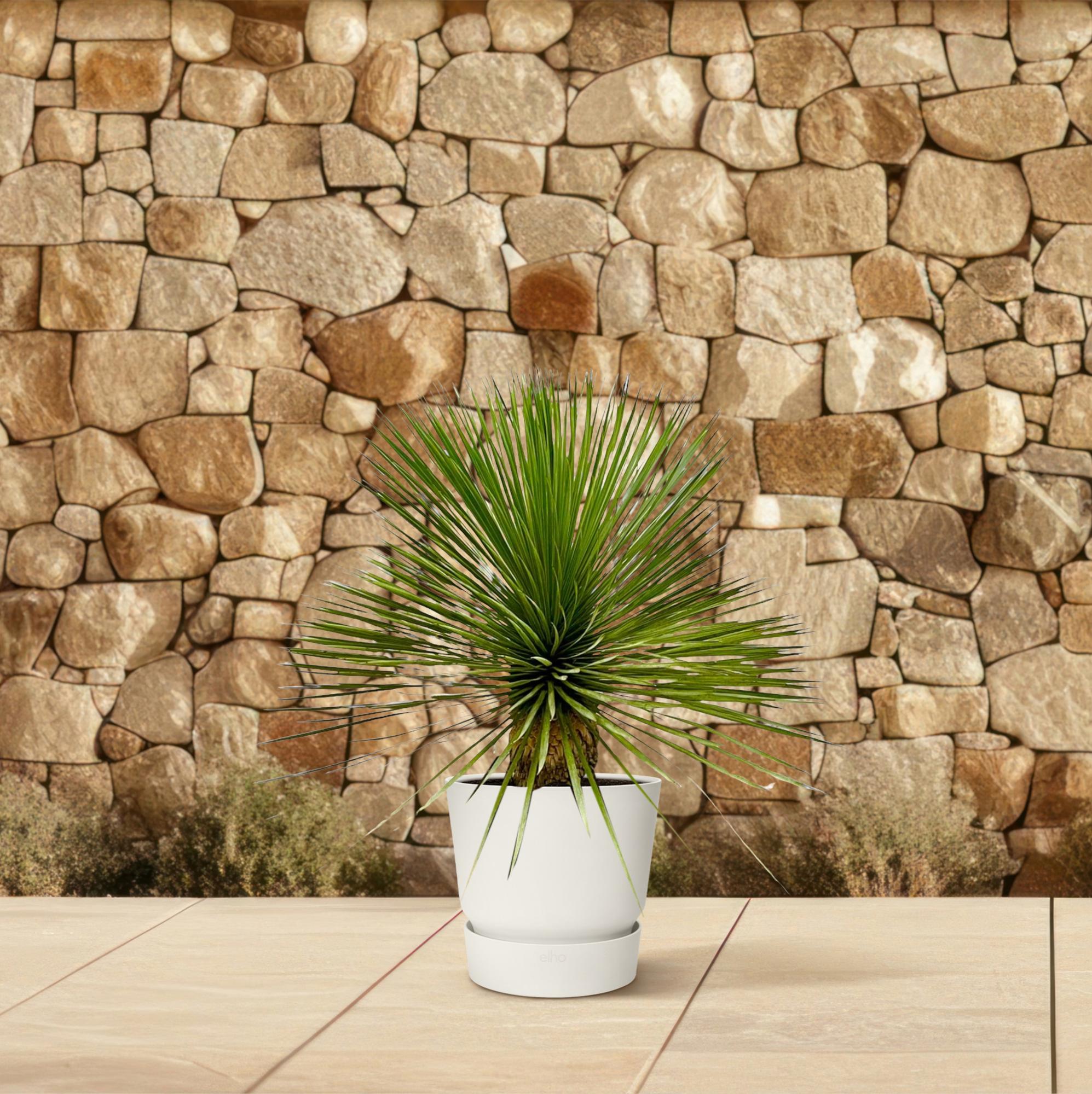 Yucca Rostrata (op stam) Ø 27 H 70 cm 4