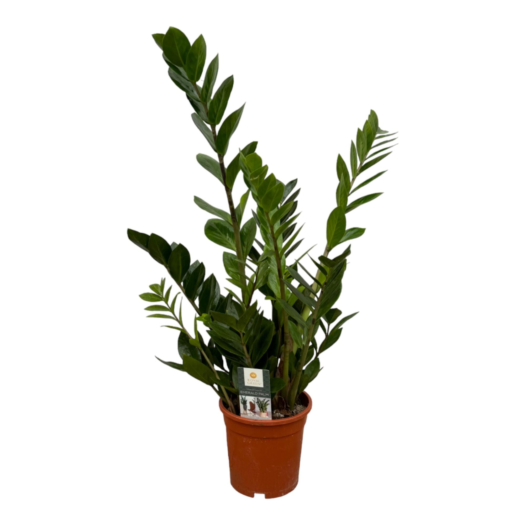 Zamioculcas Ø 17 H 75 cm