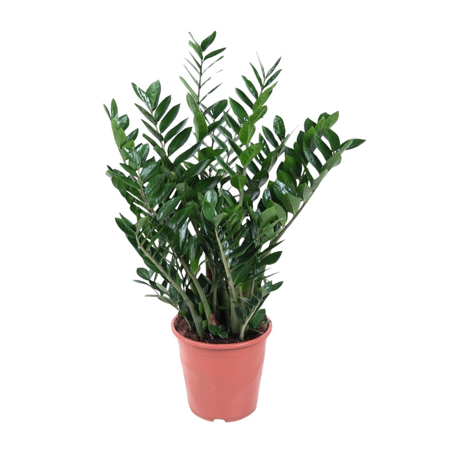 Zamioculcas Zamiifolia Ø 24 H 100 cm