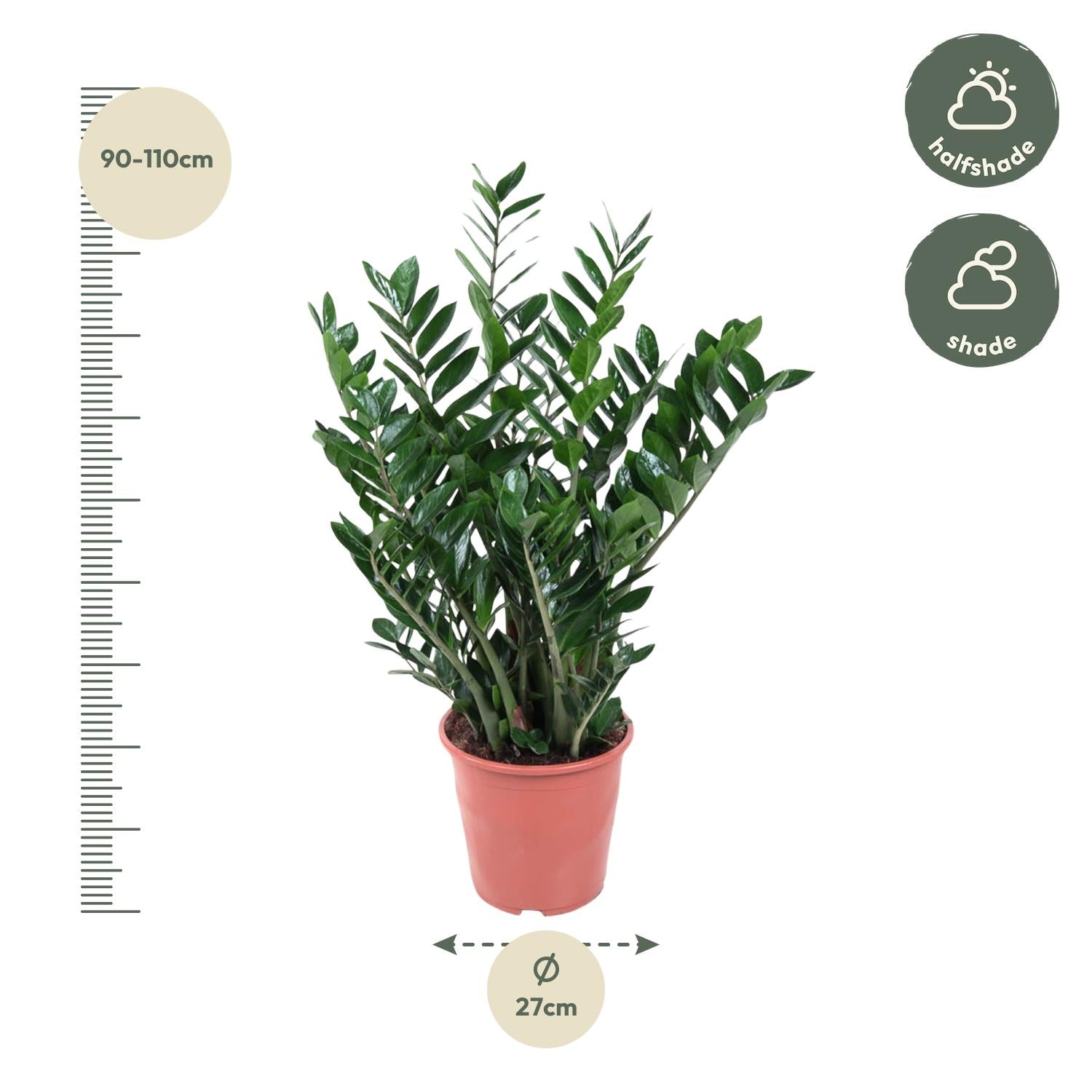 Zamioculcas Zamiifolia Ø 24 H 100 cm 2