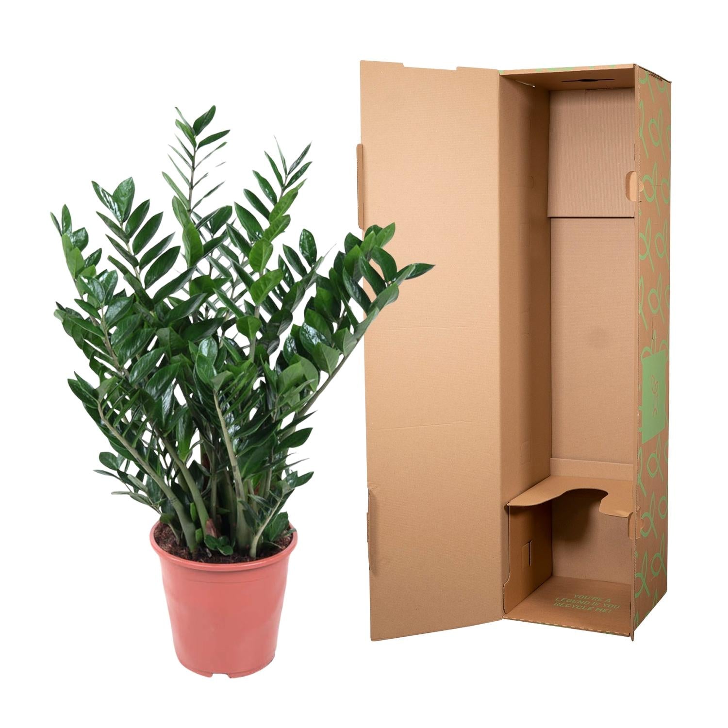 Zamioculcas Zamiifolia Ø 27 H 100 cm 3