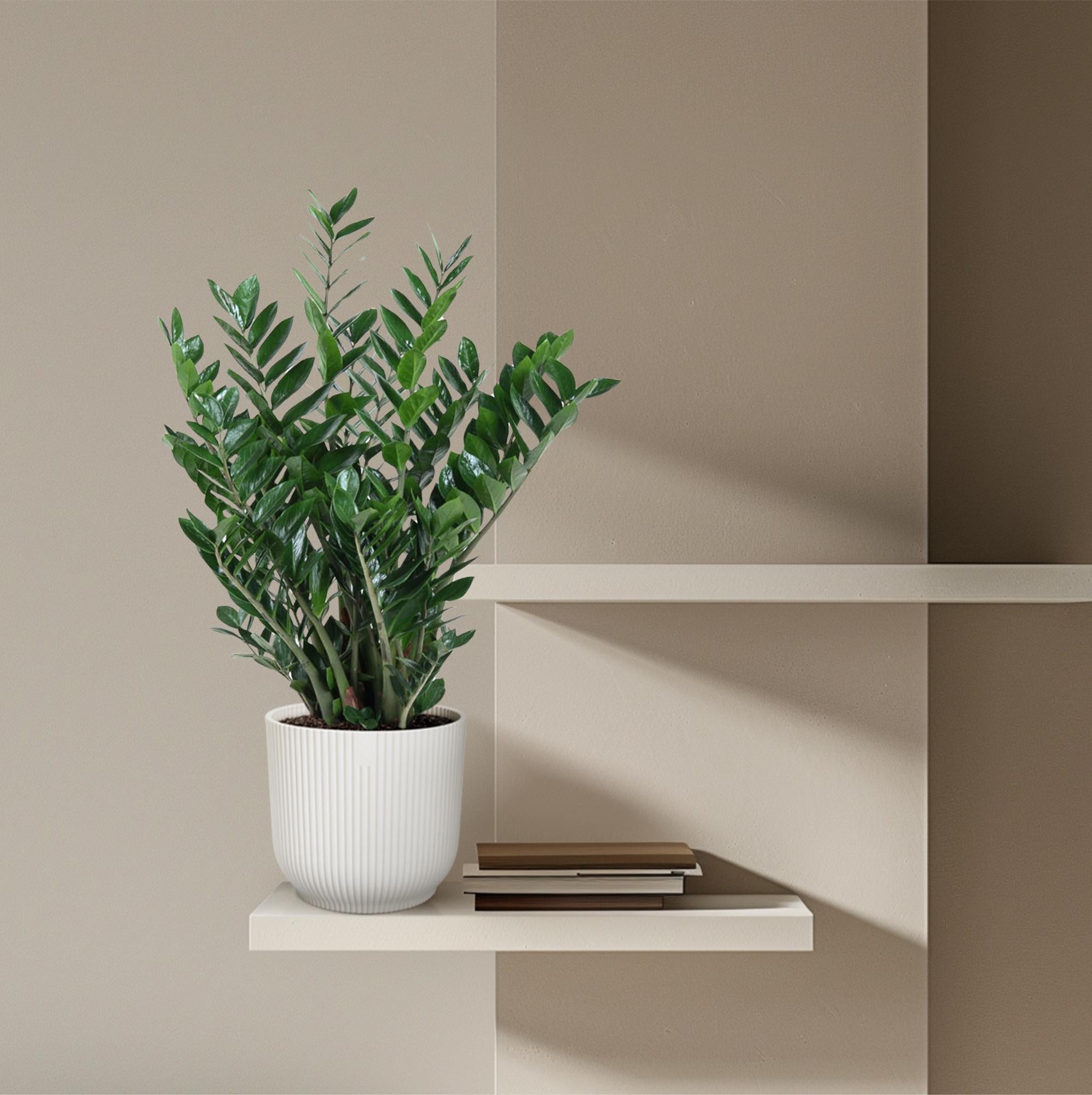 Zamioculcas Zamiifolia Ø 27 H 100 cm 4
