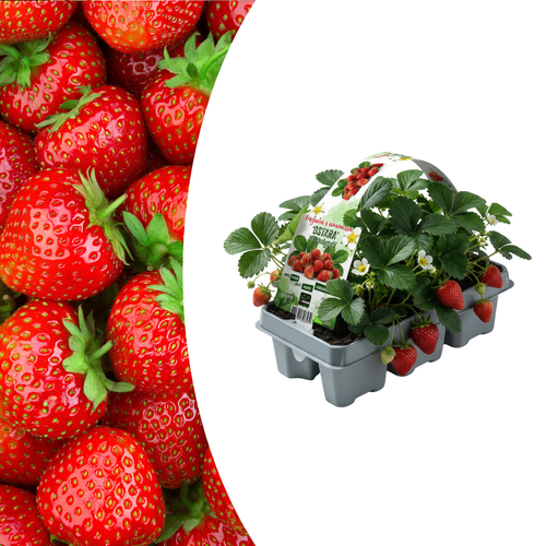 Aardbeien (Fragaria) 100% Biologisch (6 pack) potmaat 7 cm hoogte 15 cm - 59161 - PlantenShop24