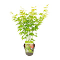 Acer Palmatum 'Going Green' P 15 H 30 cm - 6390 - PlantenShop24